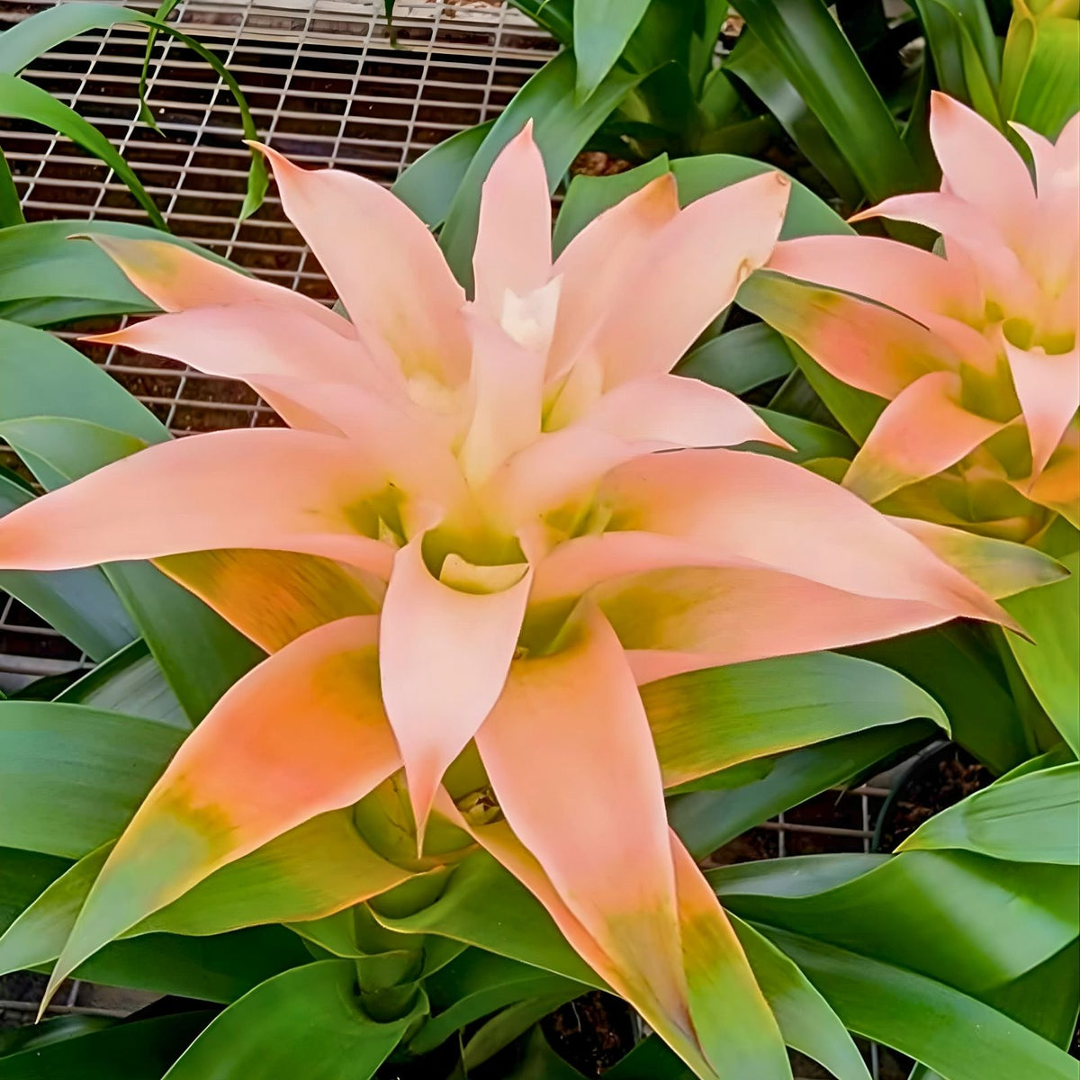 Bromeliad Plant 6 Inch Pot Guzmania Hasta La Vista Bright Yellow/Orange Flowers Guzmania Hasta La Vista