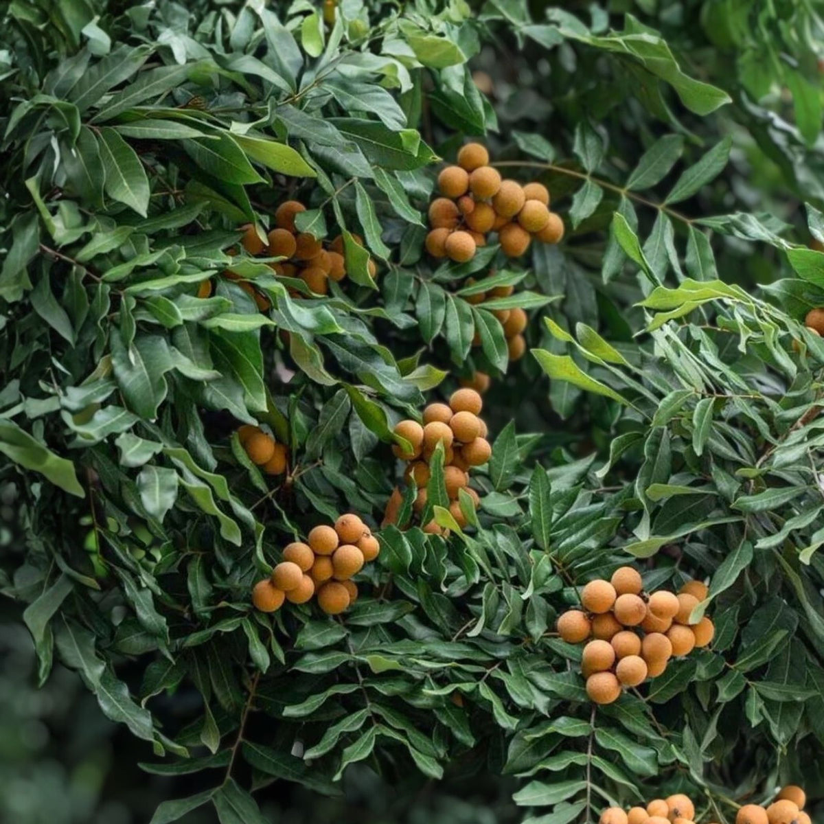 Longan Tree 3 Gallon Kohala Variety Airlayered Dimocarpus longan Potted Plant 3-4 Feet Tall