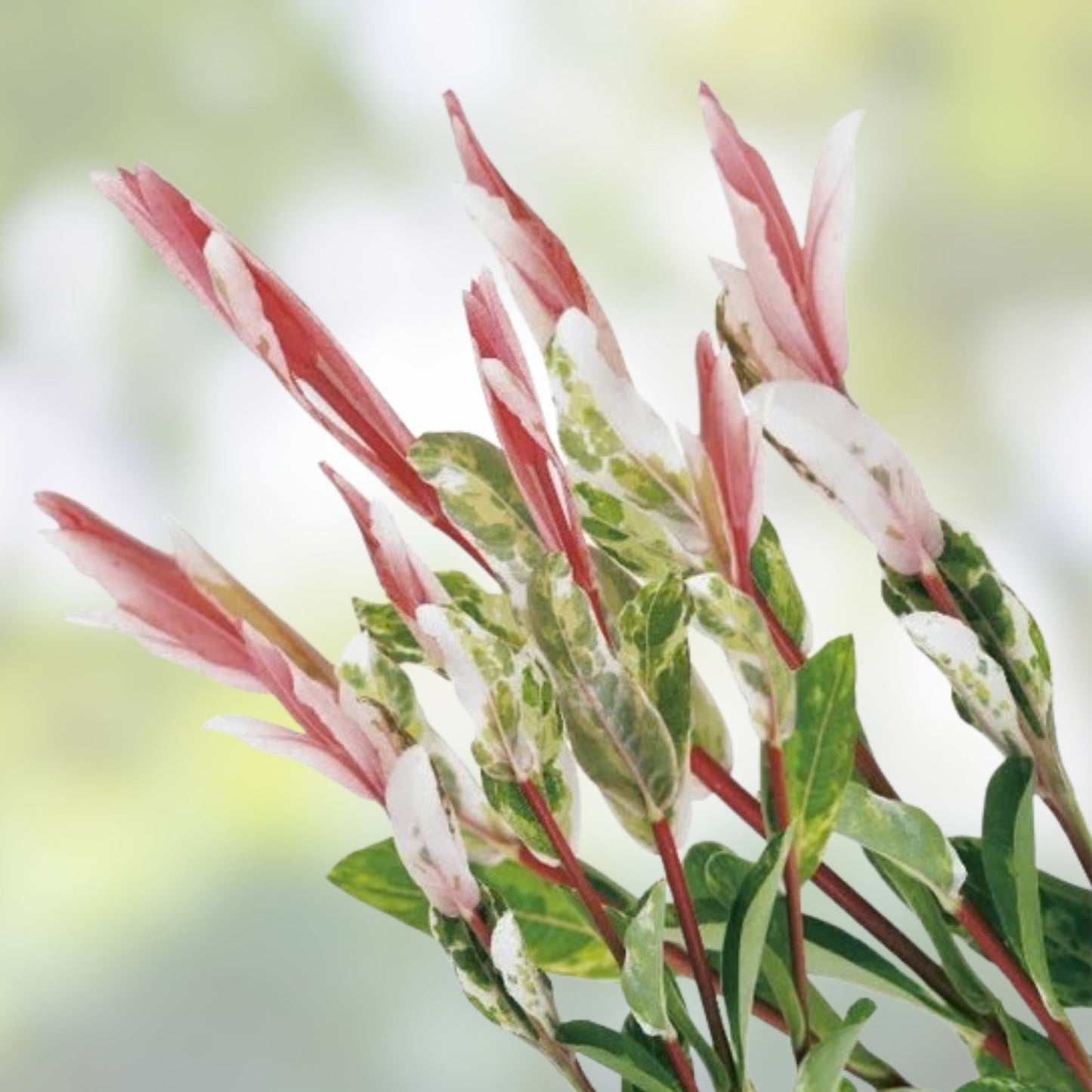 Pink Flamingo Willow Bush Cuttings 2 Pack, Variegated Salix integra 'Hakuro-nishiki' for Bonsai and Garden Decor