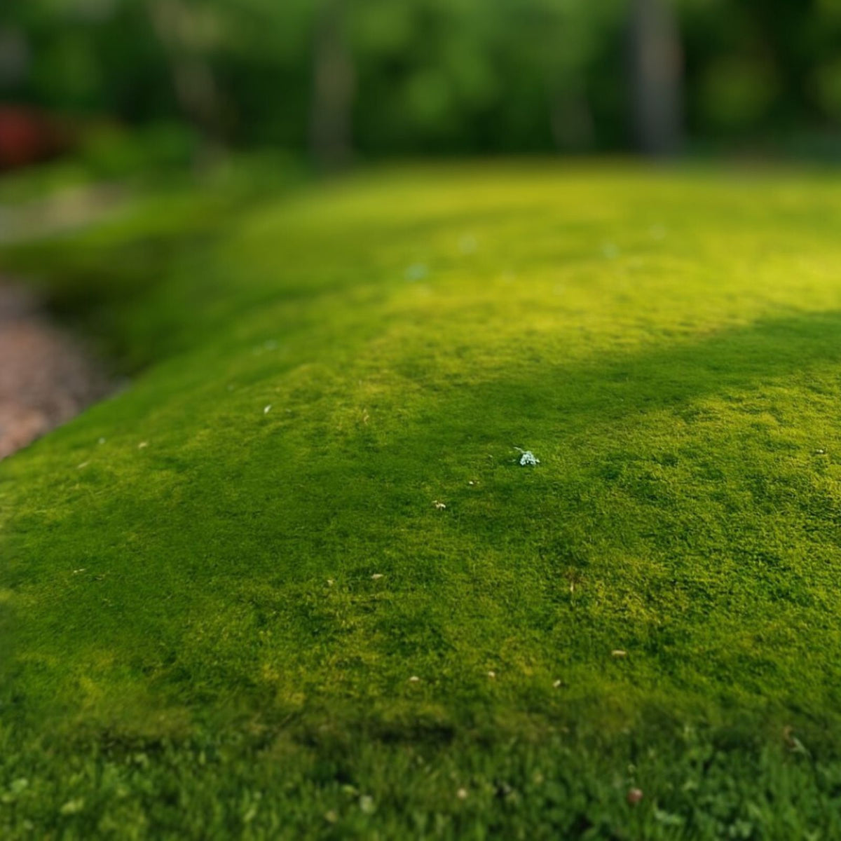 Fresh Living Sheet Moss - Maryland - Ideal for Terrariums, Bonsai, Fern Gardens, and Containers - Hypnum spp.