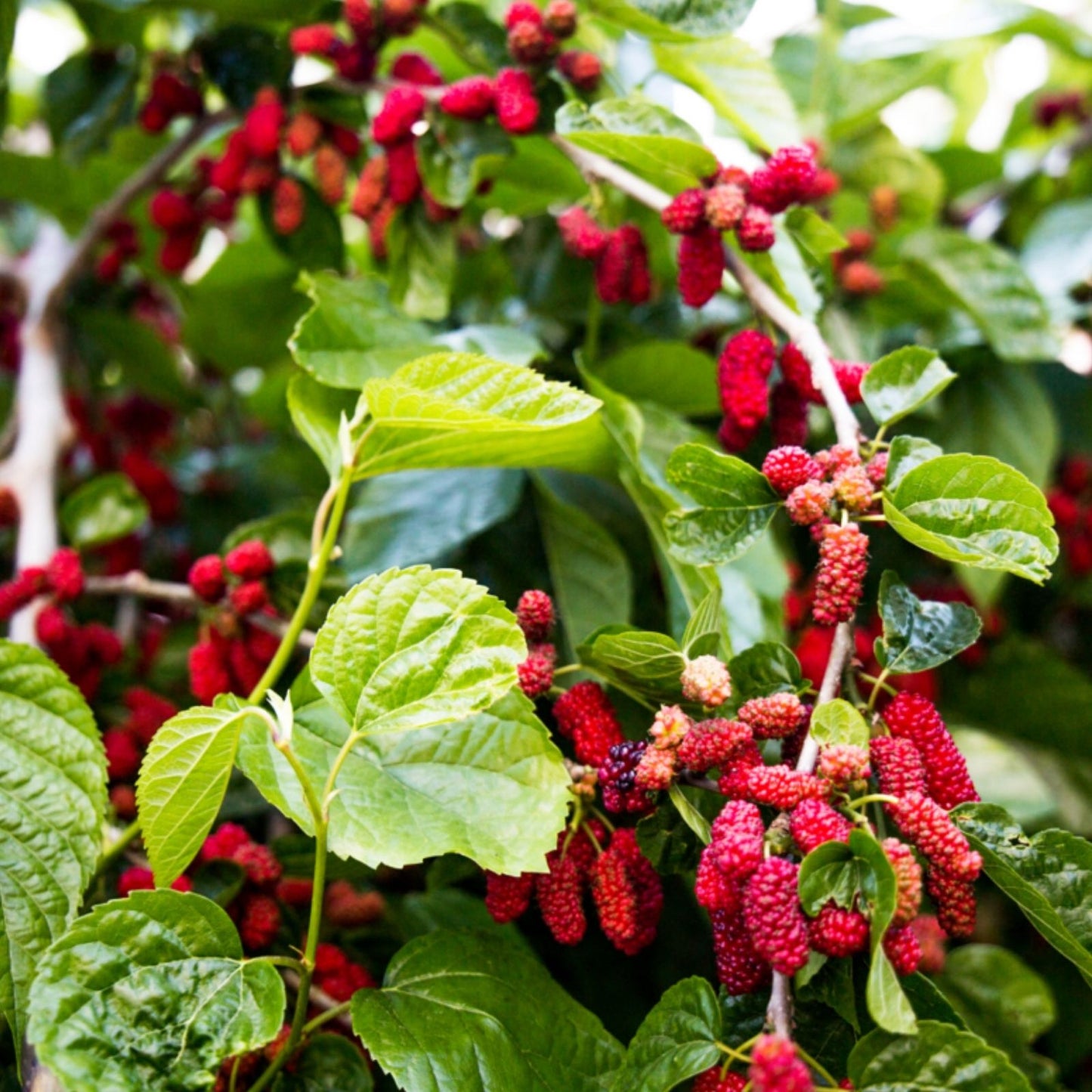 Dwarf Thai Mulberry Cuttings - 10 Organic Fresh Rooting or Grafting Cuttings - Morus alba var. Thai