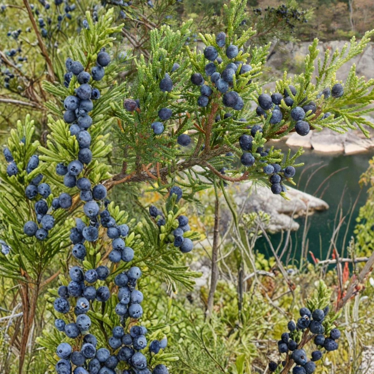 Live Rooted Eastern Red Cedar Trees 5 Pack, Juniperus Virginiana, Native Evergreen for Southern Alabama Gardens