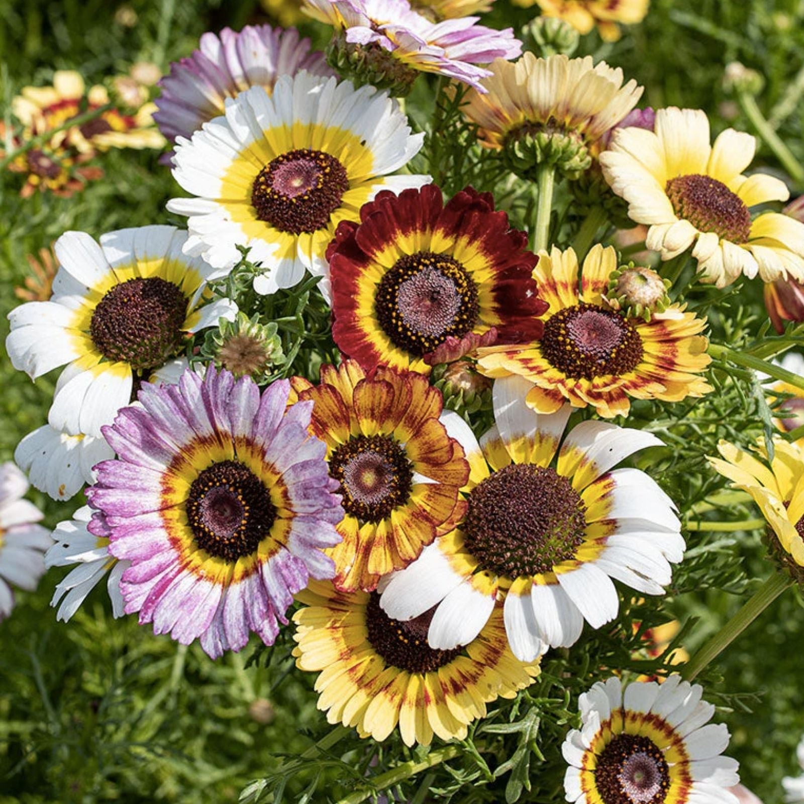 Painted Daisy Flower Seeds Mix - 100+ Seeds - Colorful Chrysanthemum hybrida - Garden Flower Seeds - Made in USA, Ships from Iowa