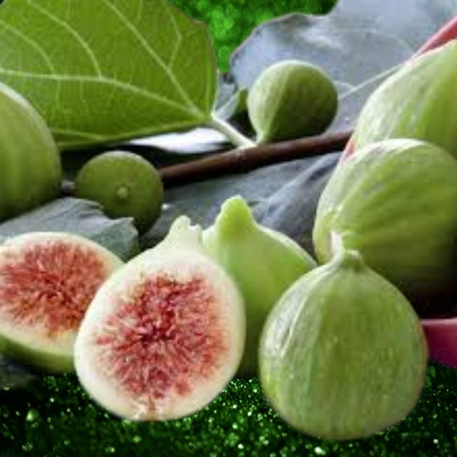 Kadota Fig Live Bare Root Plant – Ficus carica with Greenish Yellow Fruit, Perfect for Canning, Zones 7-10