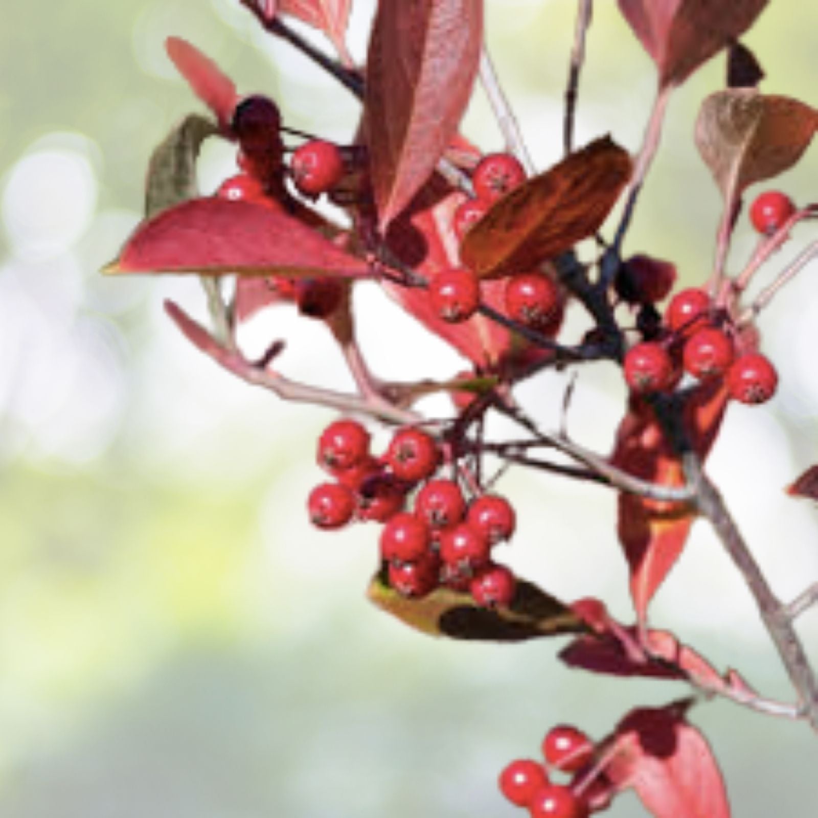 Organic Brilliant Red Chokeberry Seeds - Edible Variety (Aronia a. b.) - 20+ Seeds for Planting, Free Shipping