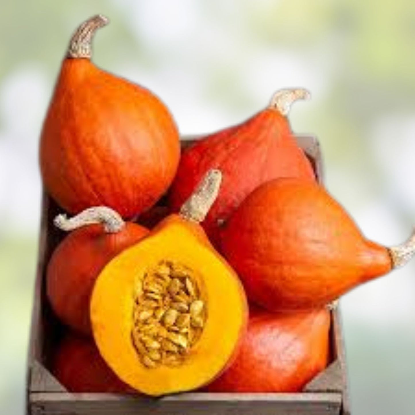 Organic Red Kuri Squash Seeds - 10 Count, Cucurbita pepo, USA Grown, Non-GMO, Heirloom, Vegetable Seeds, Free Shipping