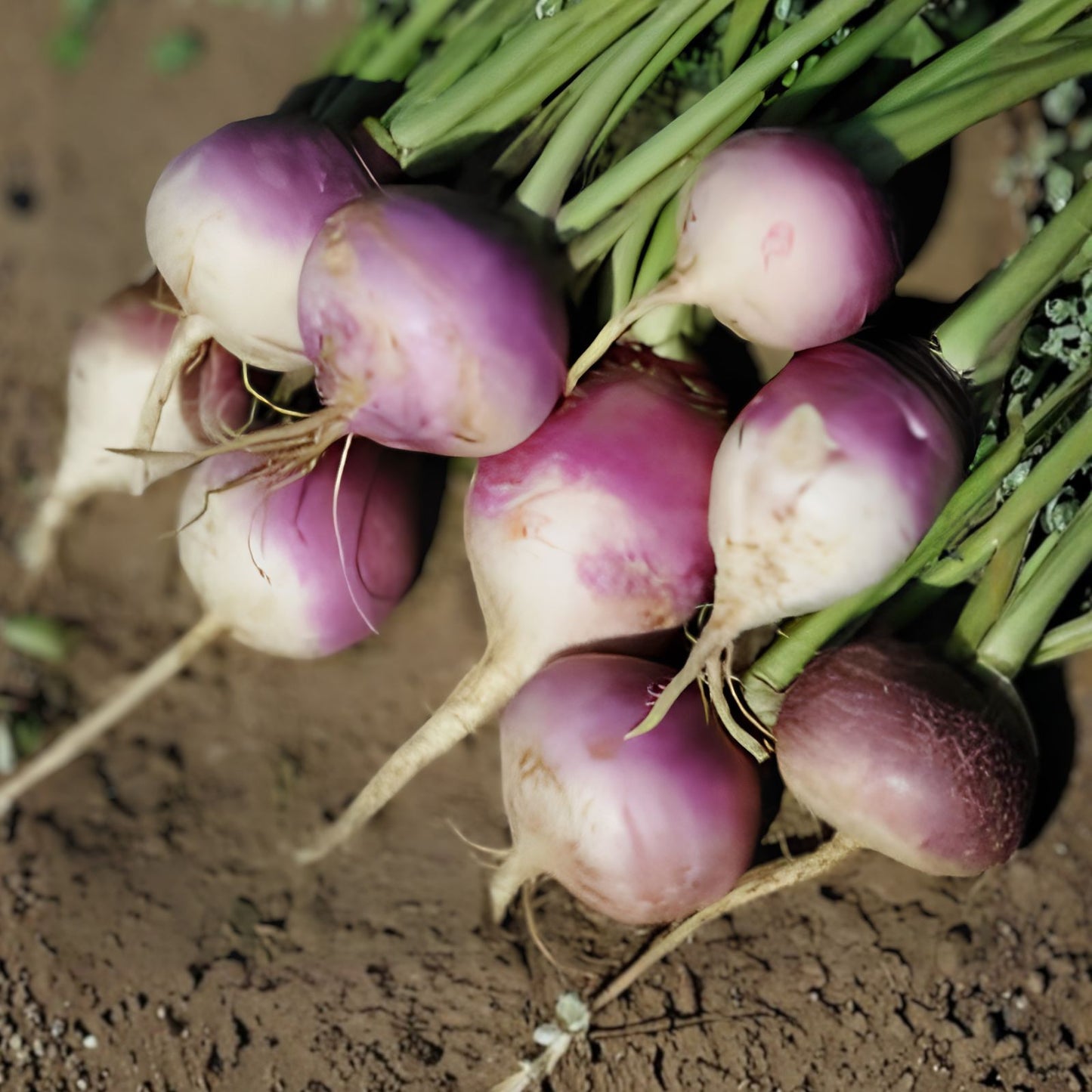 Purple Top Turnip Seeds 500+ | Brassica rapa Edible Root Cover Crop Vegetable Seeds Organic Gardening
