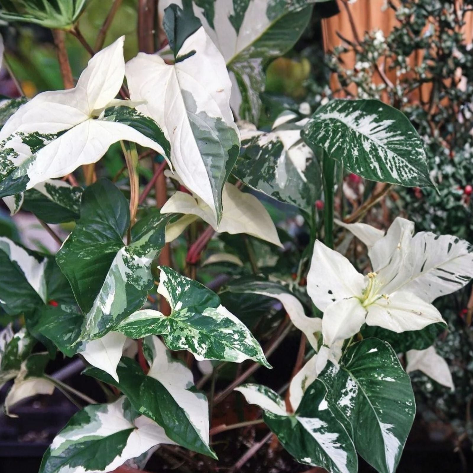 Variegated Syngonium Cuttings - Albo Podophyllum - 2 Fresh Plant Propagation Cuttings - Indoor Houseplant, Variegated Green and White