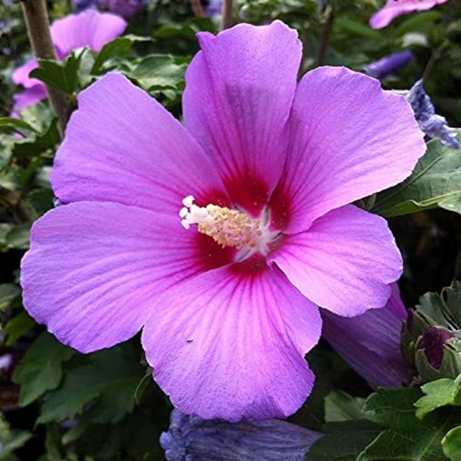 Rose of Sharon Bush Seedlings 3 Pack - Hibiscus syriacus Hardy Perennial Flowering Shrubs for Garden Planting
