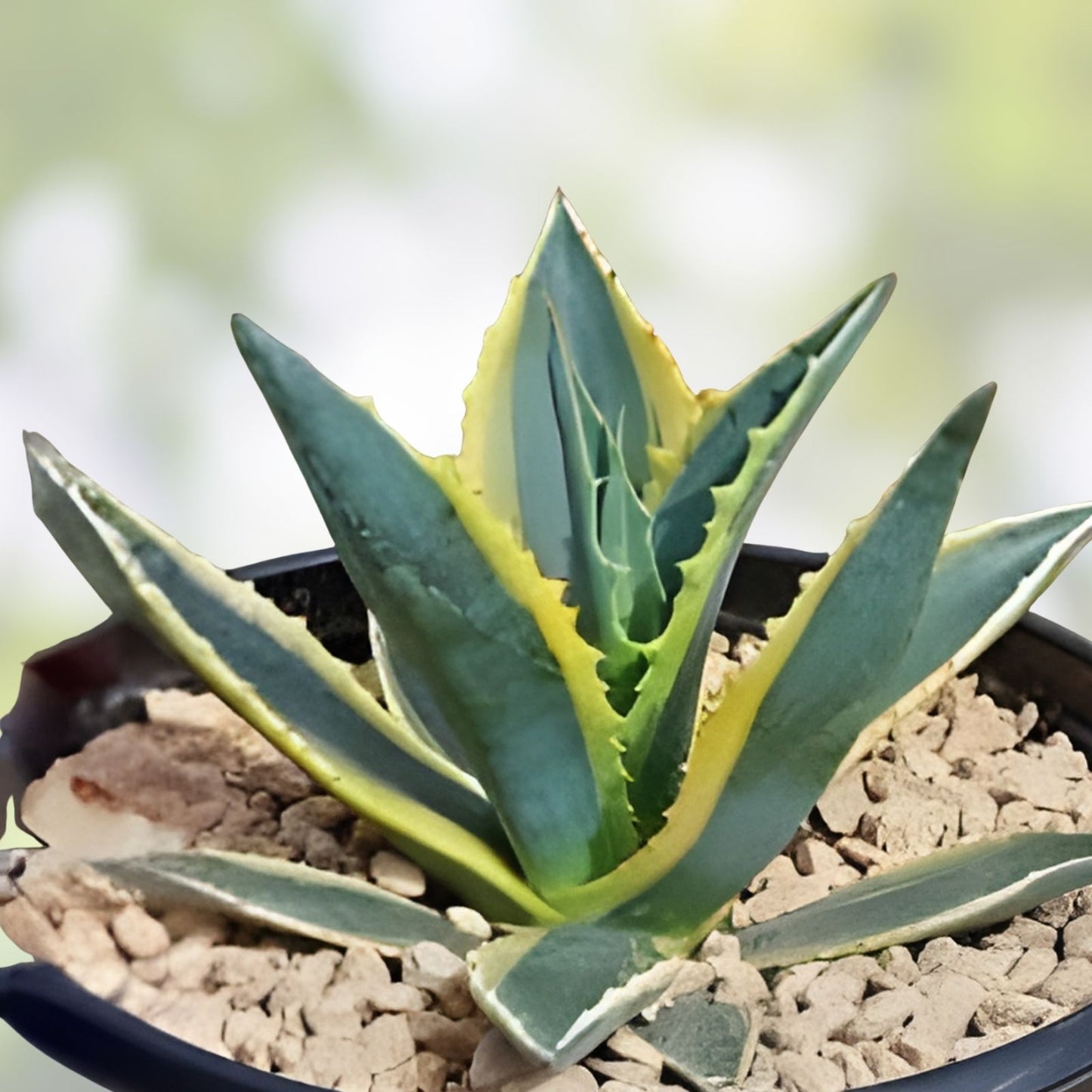 Agave Americana Yellow Edge Variegated Cutting - Large 10 Inch Succulent Aloe Plant
