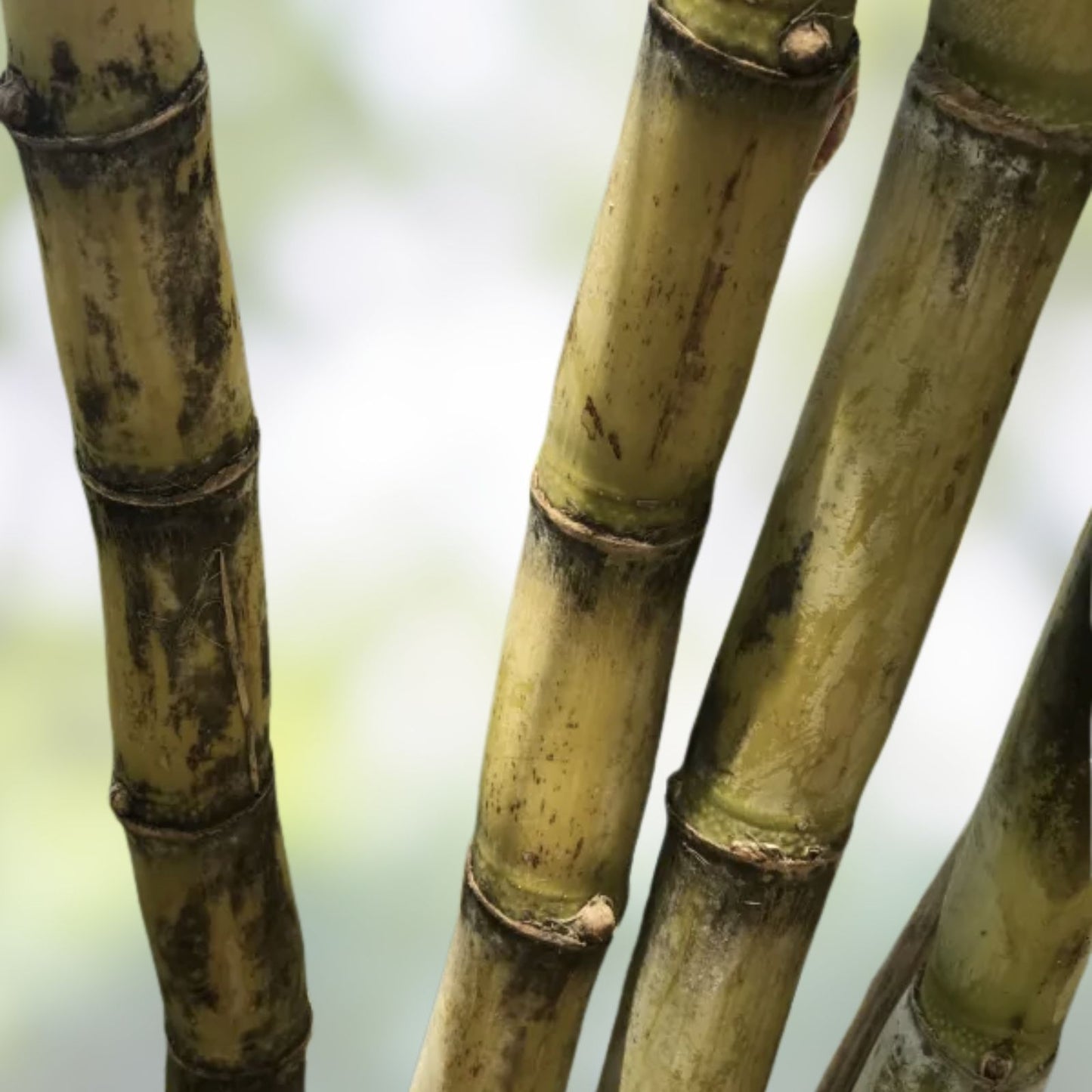 6 PCS Green Sugarcane Cuttings | Sweet Juicy Live Plant | Ready to Plant | Fresh Saccharum officinarum