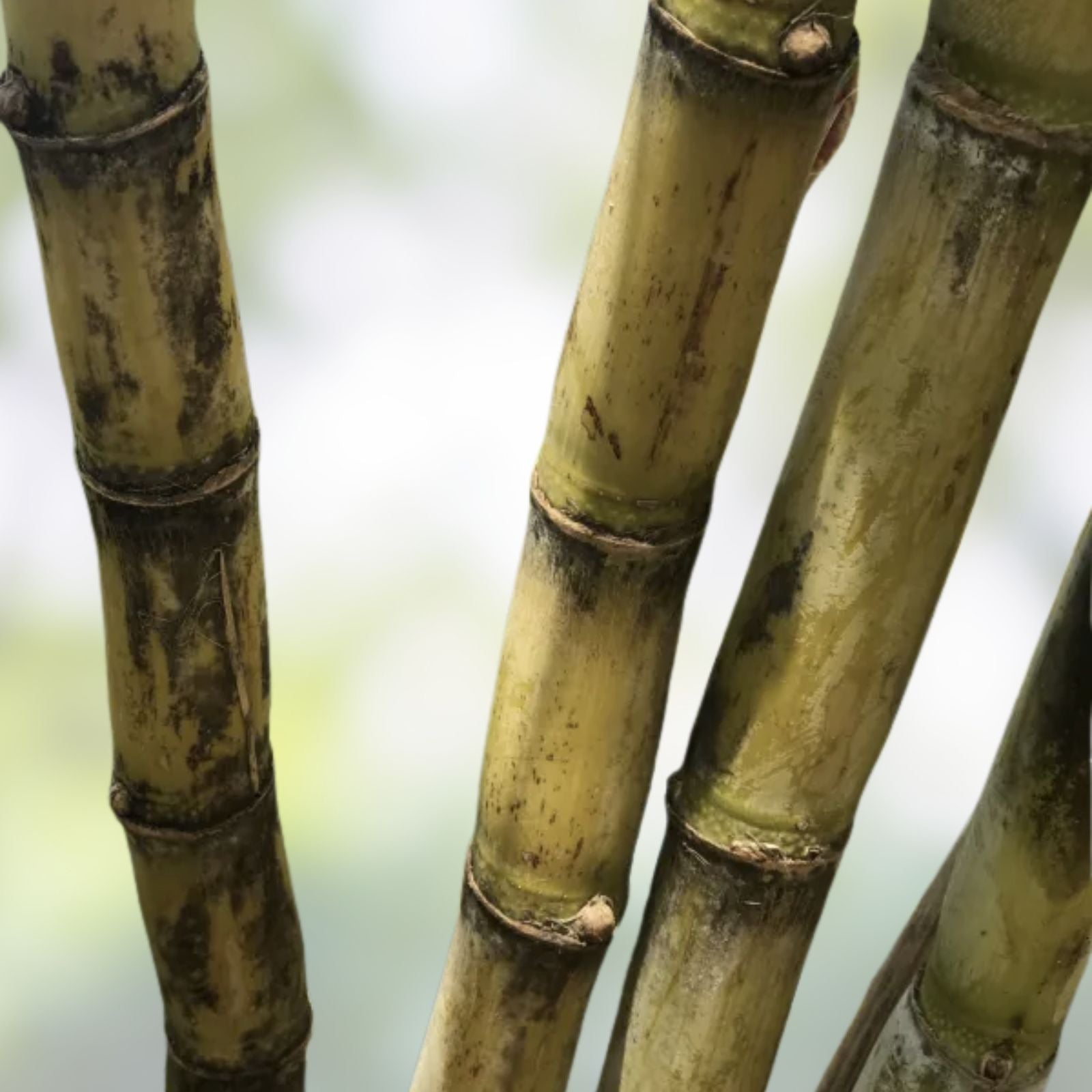 6 PCS Green Sugarcane Cuttings | Sweet Juicy Live Plant | Ready to Plant | Fresh Saccharum officinarum