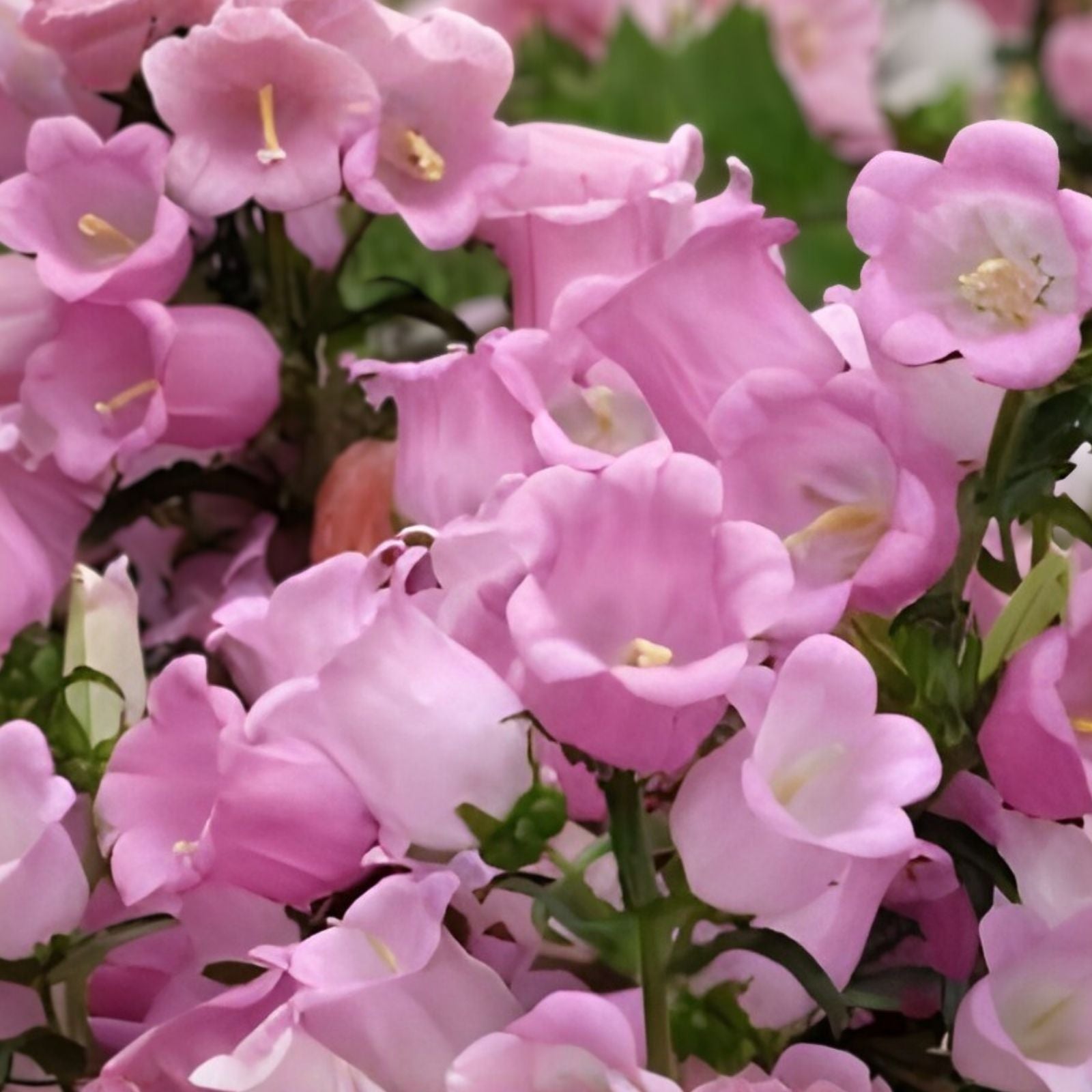 Pink Bellflower Seeds - 50 Pack for Planting - Campanula Medium - Garden Flower Seeds for Outdoors and Landscaping
