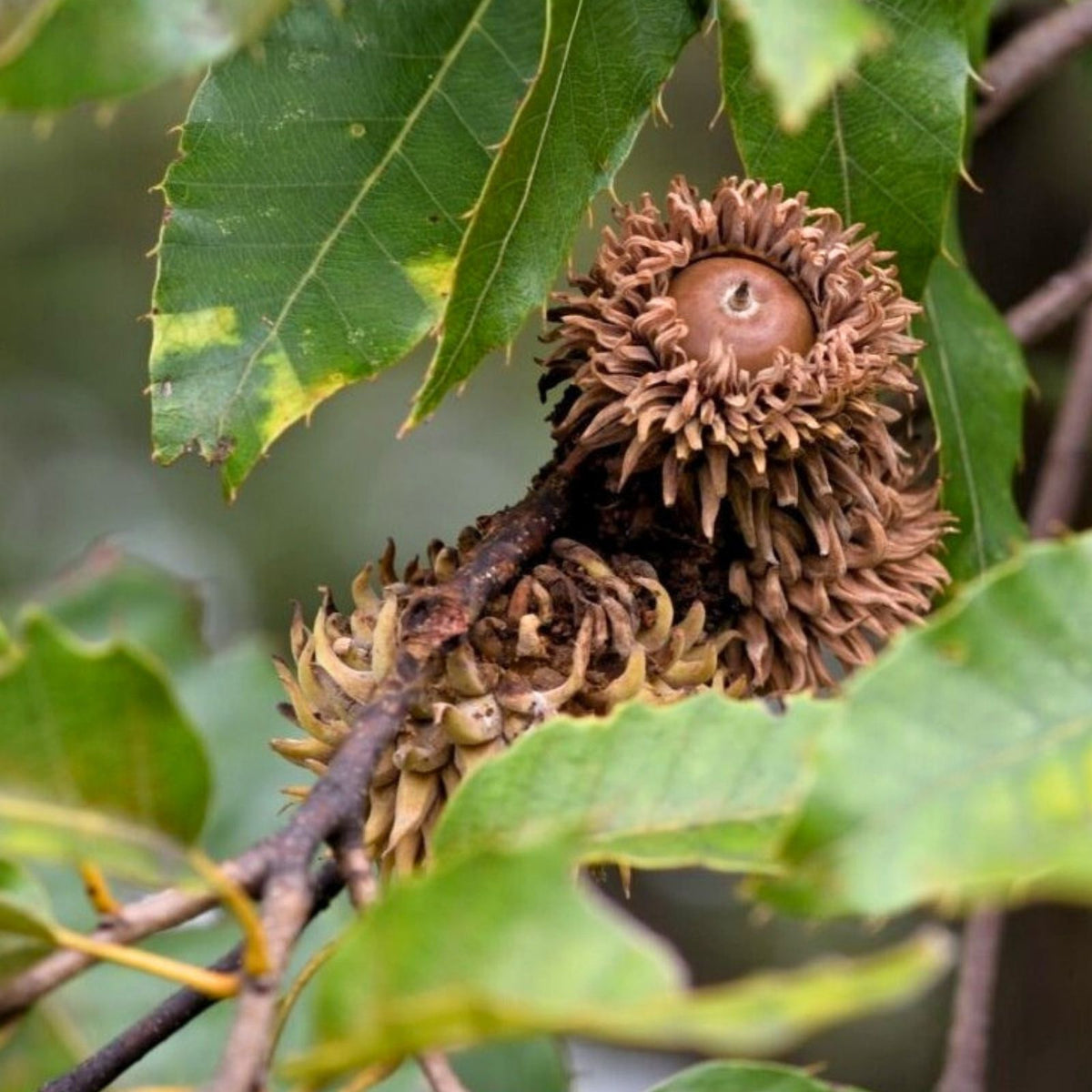 Sawtooth Oak Seedlings 3-Pack | Fast Growing Quercus acutissima Wildlife Attractant with Early Acorn Production