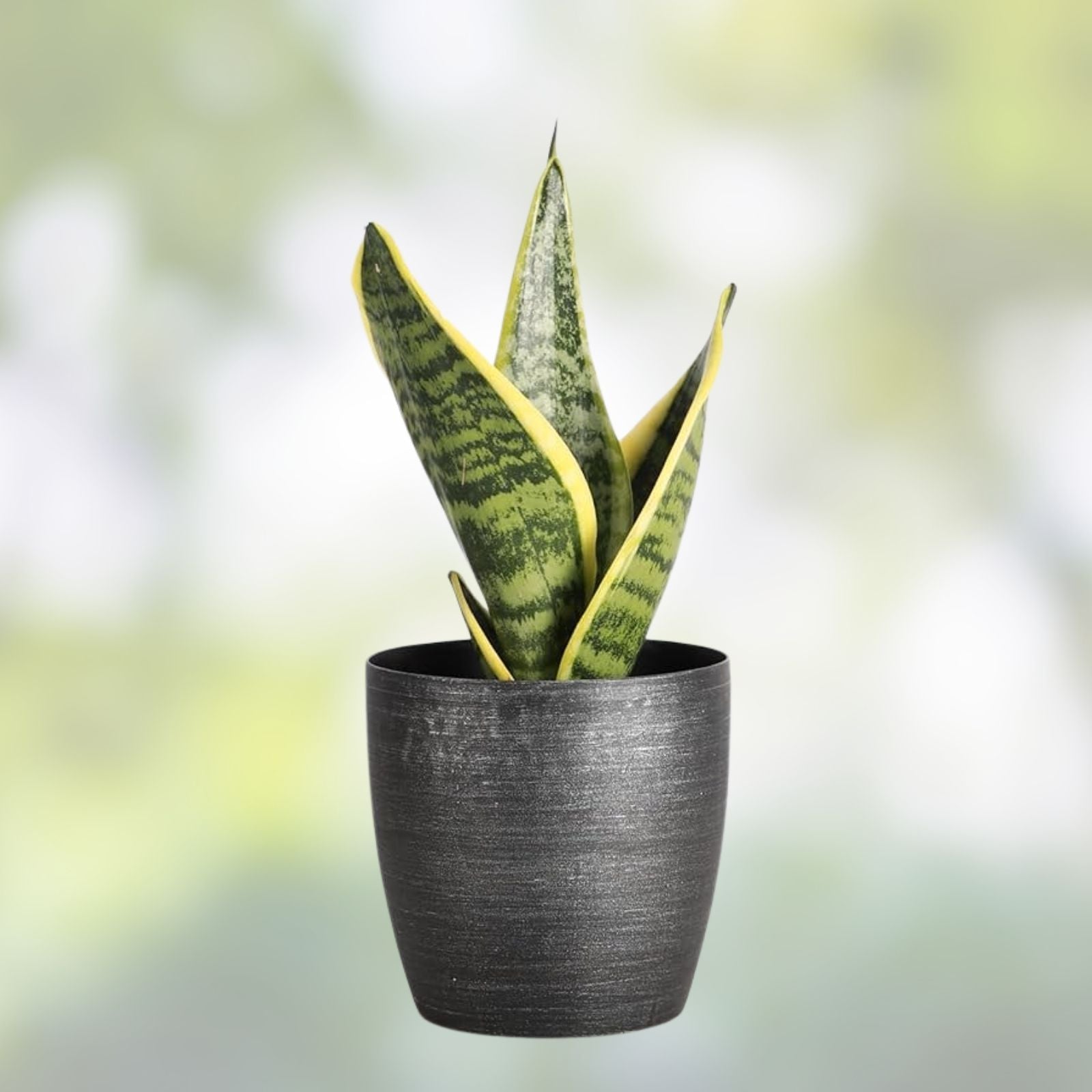 Fernwood Snake Plant Cuttings – 3 Unrooted Clippings – Sansevieria Trifasciata – Indoor Houseplant – Easy Care, Low Light