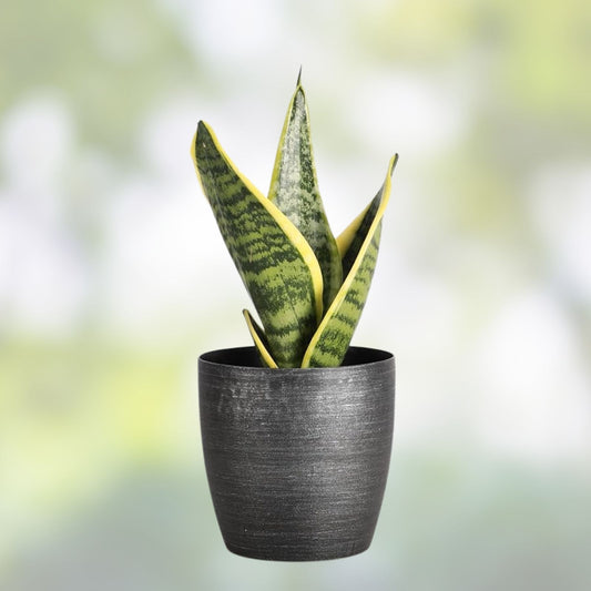 Fernwood Snake Plant Cuttings – 3 Unrooted Clippings – Sansevieria Trifasciata – Indoor Houseplant – Easy Care, Low Light
