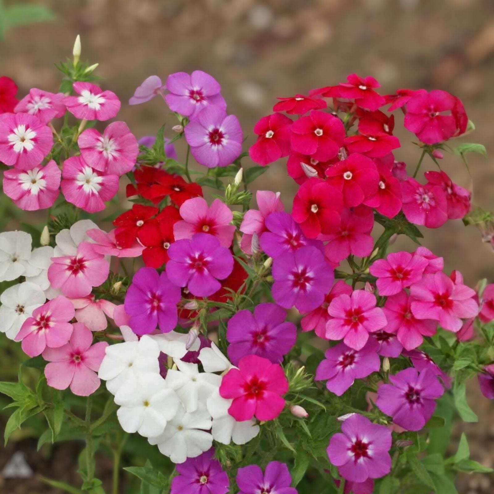 Phlox Seeds 125 Count Bungaa Variety Annual Garden Flower Seeds Phlox paniculata
