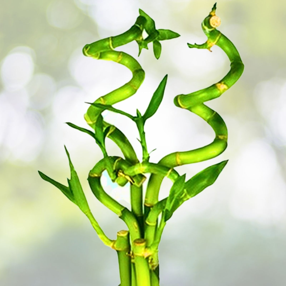 Curly Bamboo Live Plants 3 XL - Easy Aquatic Plant for Aquarium Pond - Bambusoideae