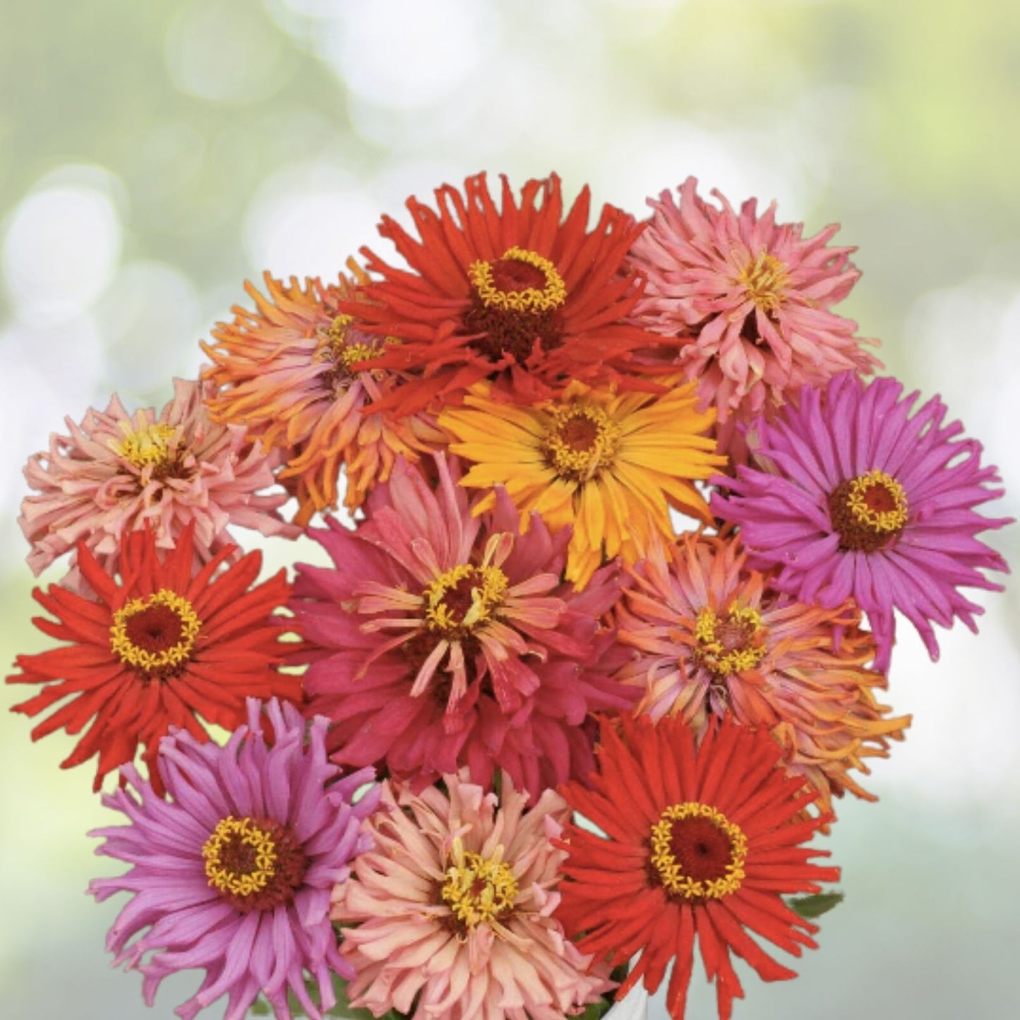 200 Pastel Phlox Drummondi Flower Seeds - Mix of Pink, Salmon, Yellow, Rose - Hardy Annuals for Garden Planting