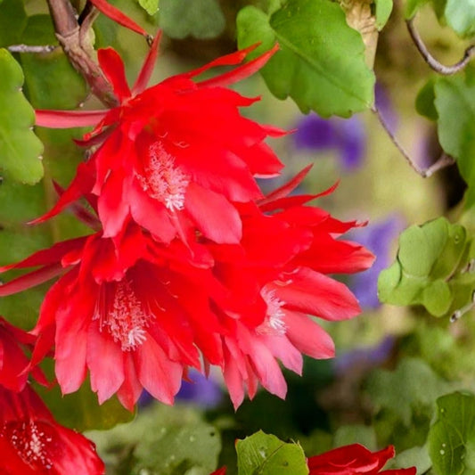 Epiphyllum Plant - Dante Orchid Cactus Cutting - Unique Indoor Houseplant - Don's Cuttings SEPT/1