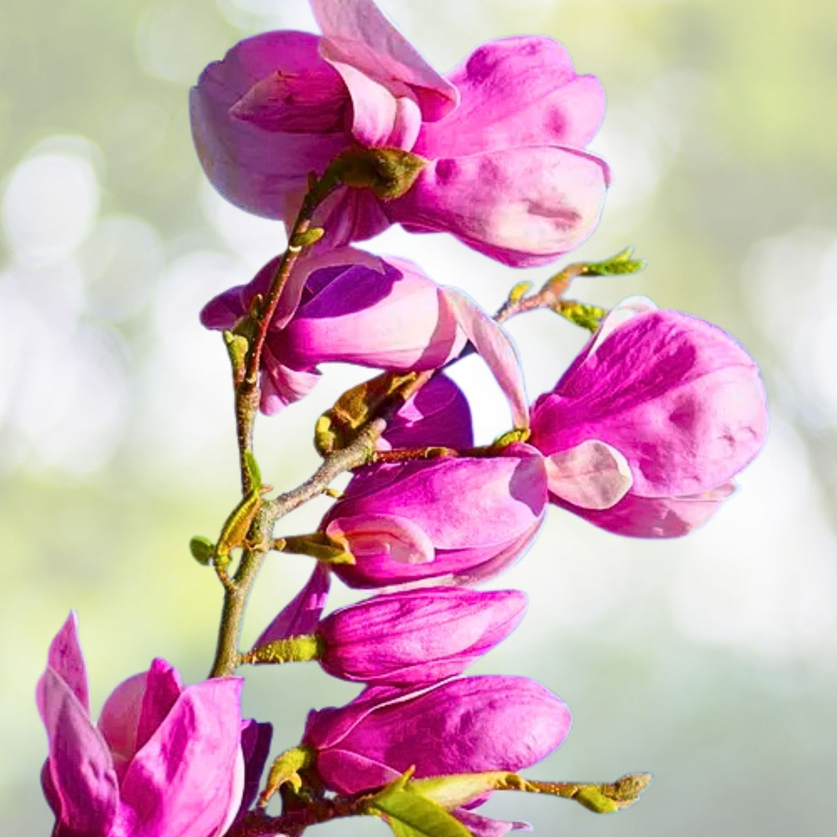 Ann Magnolia Seedlings Set of 2 in 2.5 Inch Pot - Magnolia liliiflora - Ideal for Gardens or Containers
