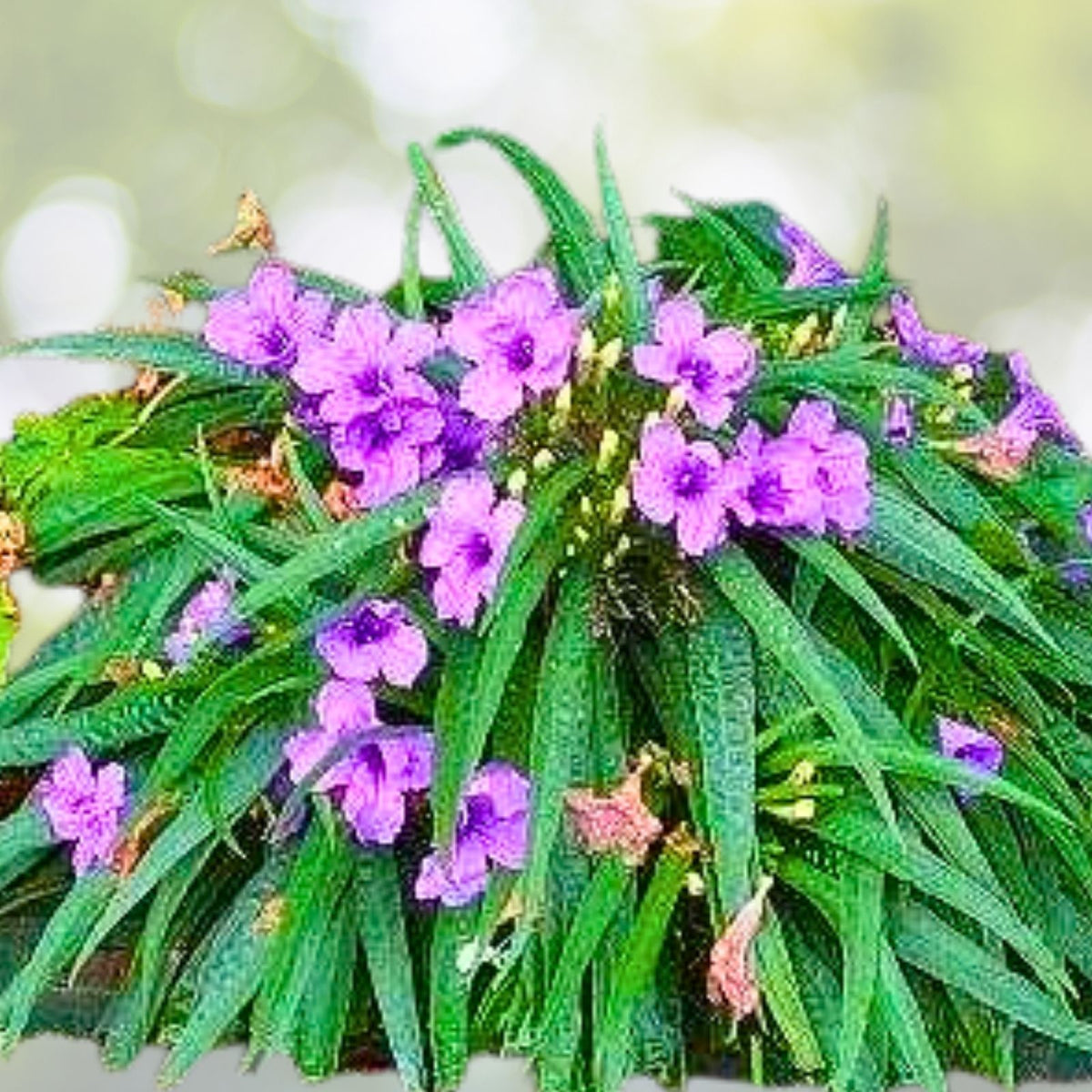 Dwarf Bluebell Live Plant - Aquatic Marginal Starter - Blue Flowering Perennial - Ruellia brittoniana
