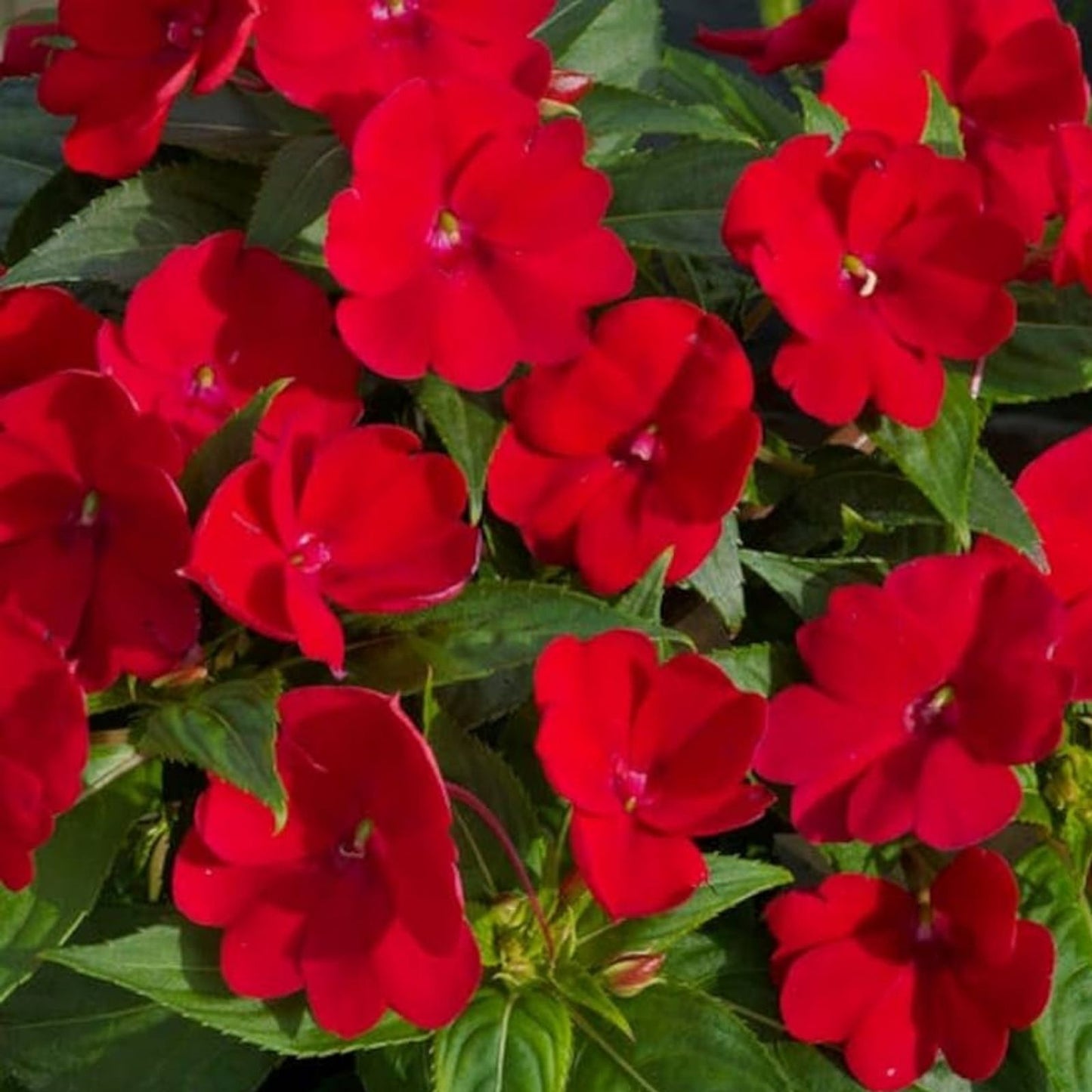 Busy Lizzy Seeds 100 Count Impatiens Super Elfin XP Red Starburst Flower Seeds Non-California Shipping
