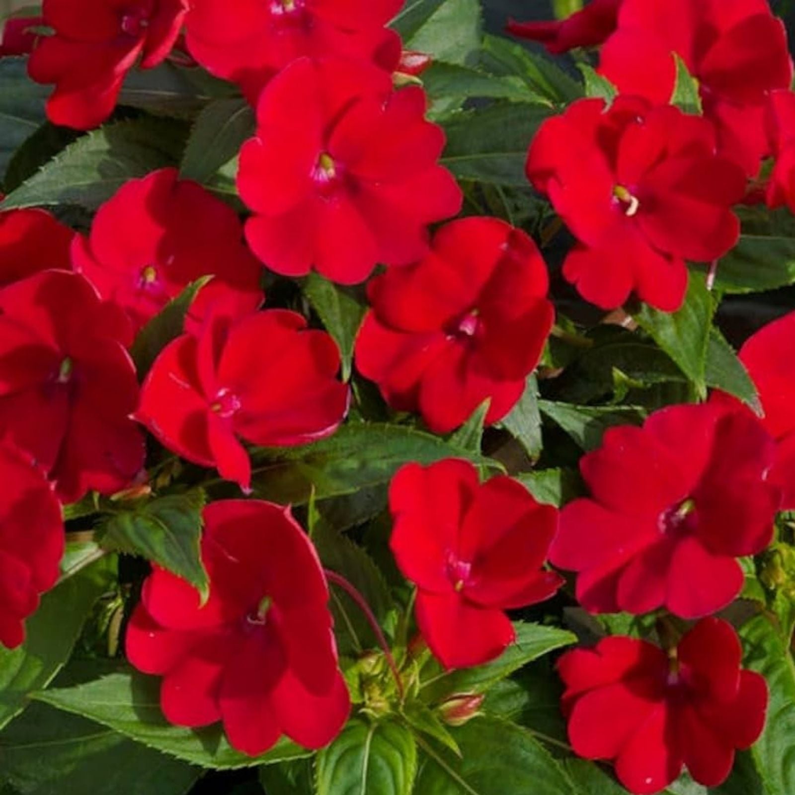 Busy Lizzy Seeds 100 Count Impatiens Super Elfin XP Red Starburst Flower Seeds Non-California Shipping