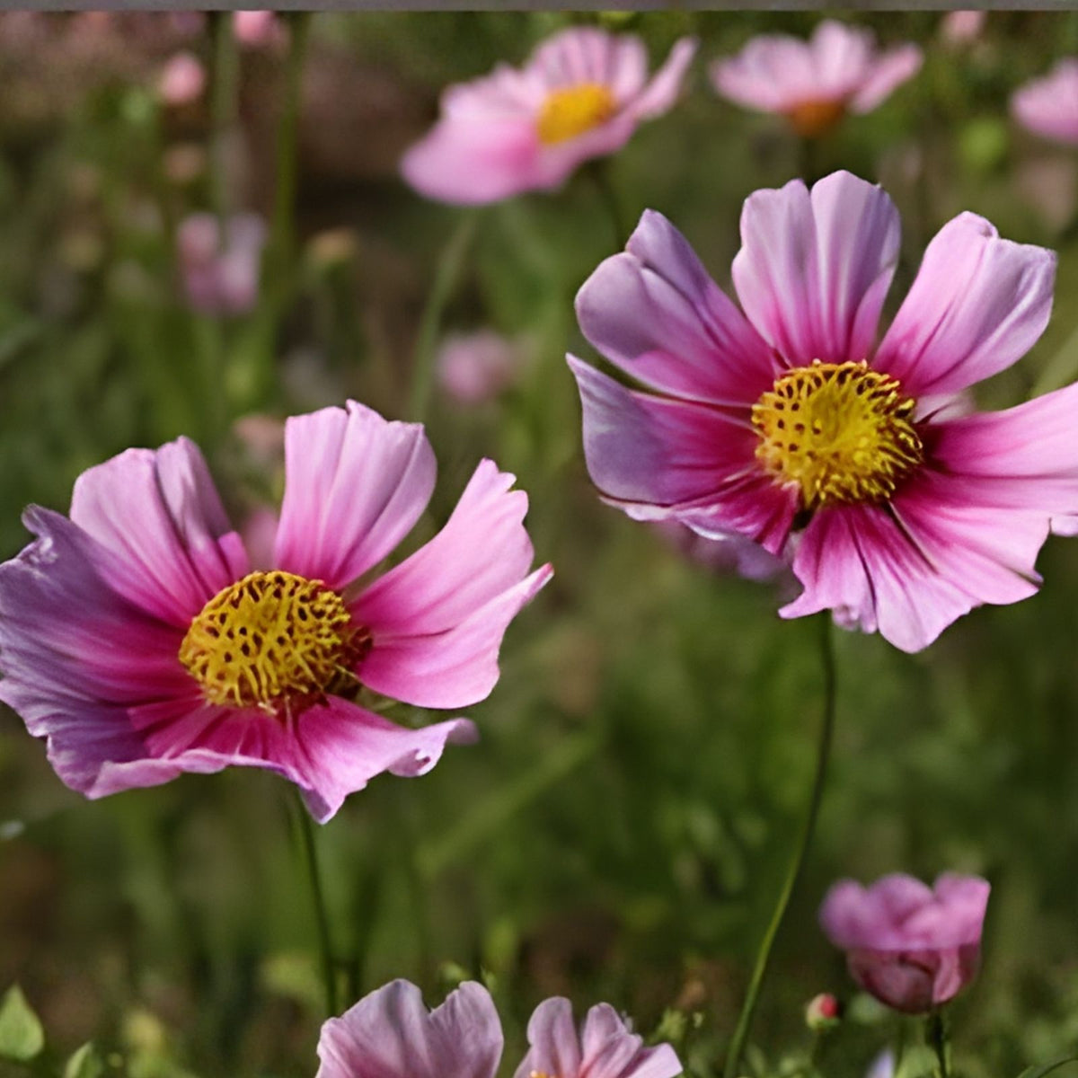 Cosmos Seeds Bulk 35+ Annual Flower Variety Colorful Blooms Cosmos bipinnatus