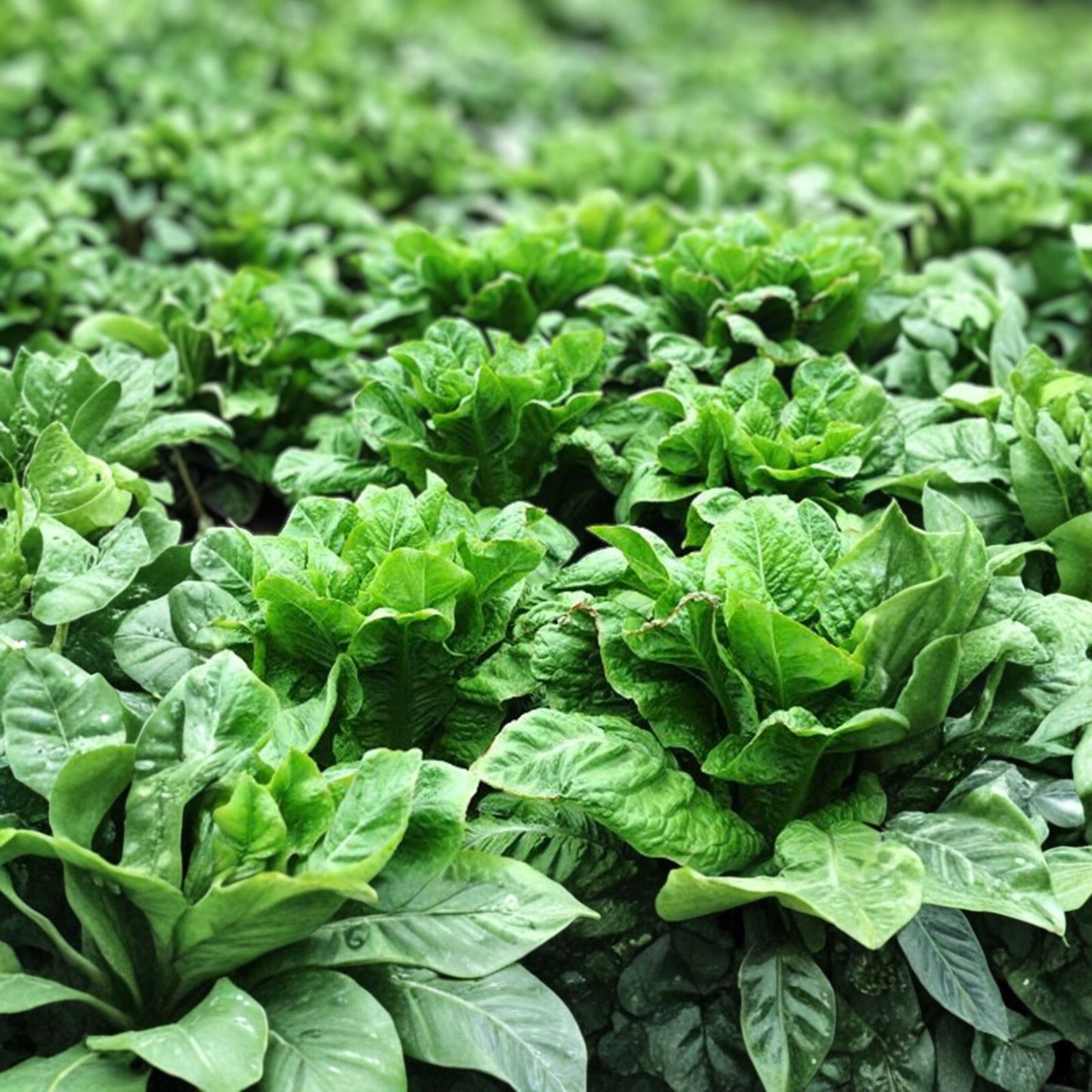 Leaf Lettuce Seed Pack – Grand Rapids Heirloom – Non-GMO – 50+ Seeds for Home Gardening and Organic Farming