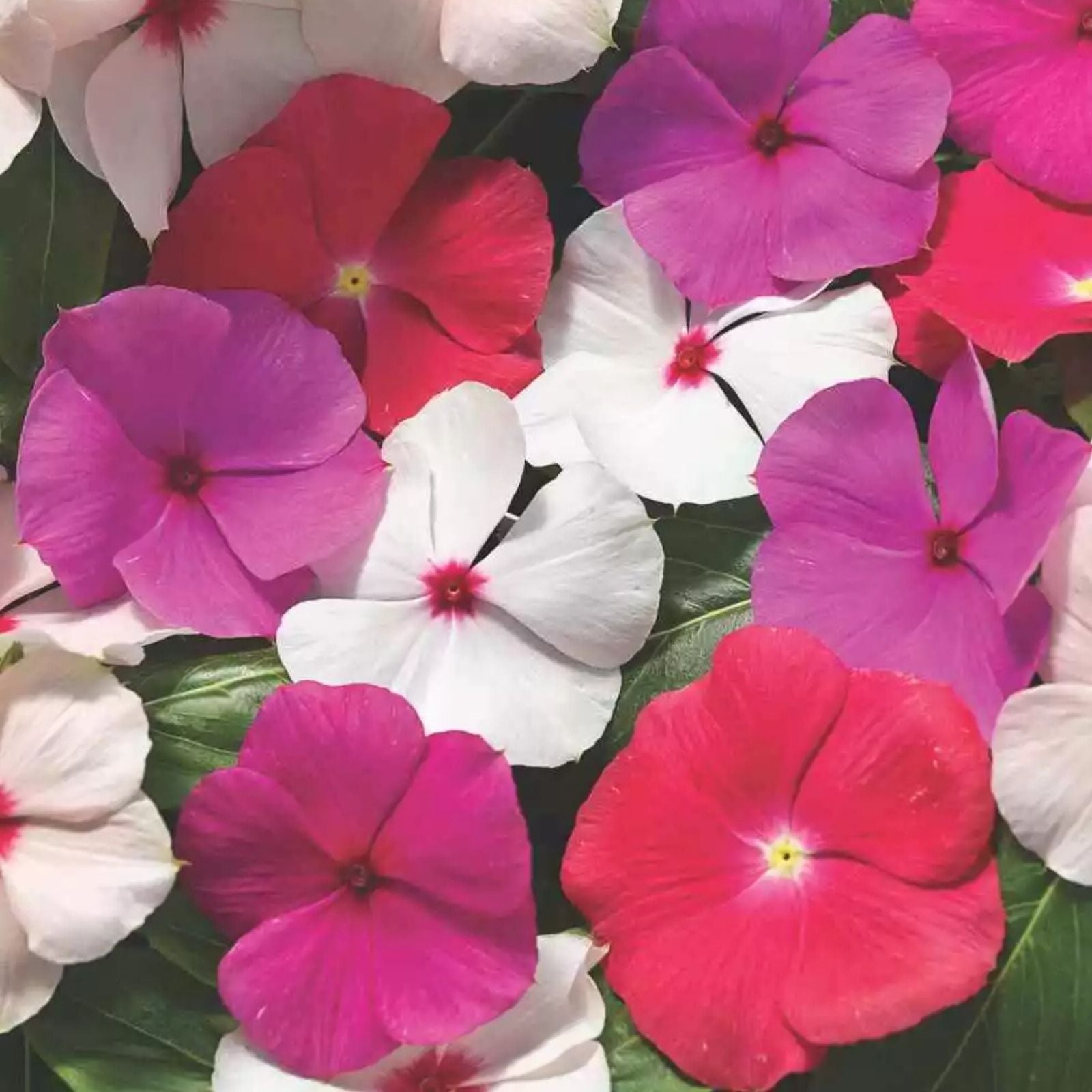 Vinca Seeds 500 Count Sunsplash White Flowering Garden Plants Outdoor Decor Catharanthus roseus