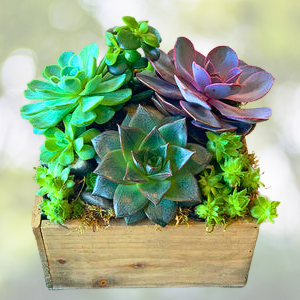200pcs Rare Mixed Succulent Seeds - Colorful Varieties for Gardening - Aloe, Echeveria, Sedum, and More