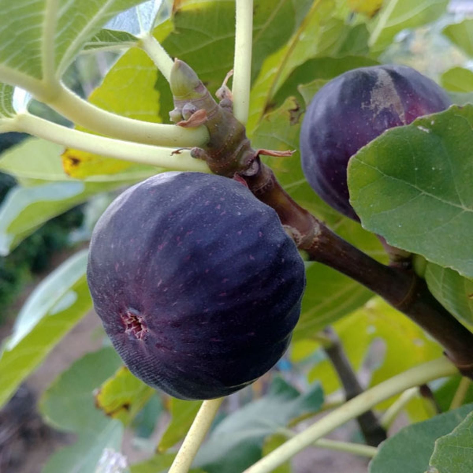 Scott's Black Fig Tree Cutting – Ficus carica – Fruit-bearing Plant for Home Gardens & Container Growing