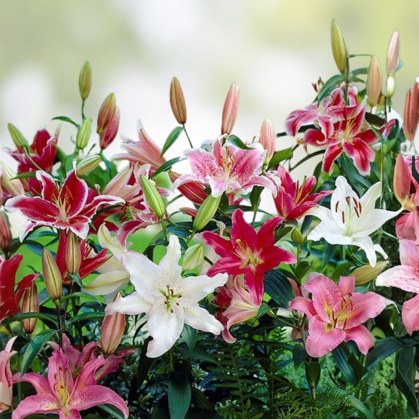 Large Fragrant Pink Oriental Lily Bulb 'Smart Romance' – Lilium Live Flower Bulb for Gardens and Bouquets