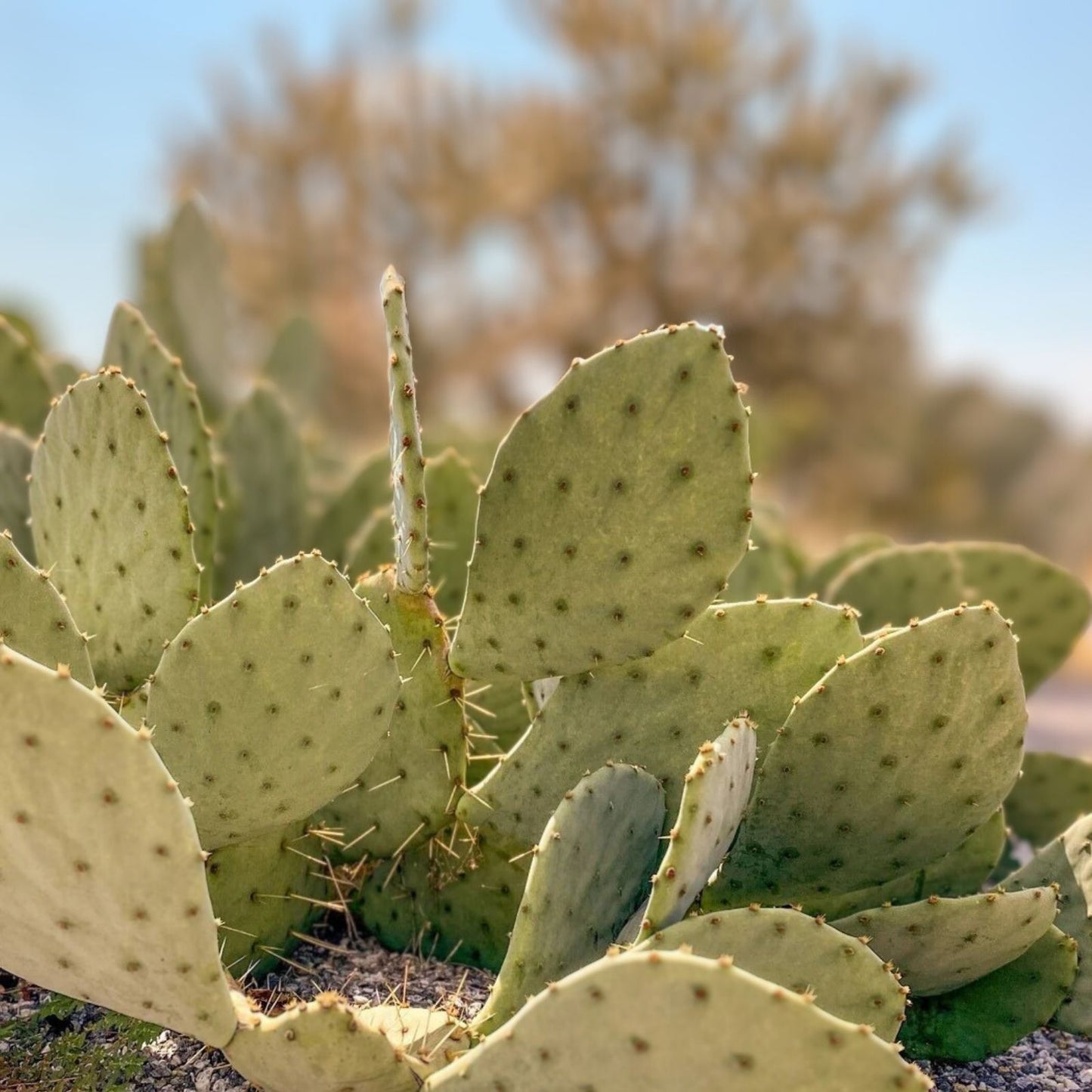 Prickly Pear Cactus Cutting - 1 Fresh Pad - Opuntia - Succulent Plant for Gardening and Planting