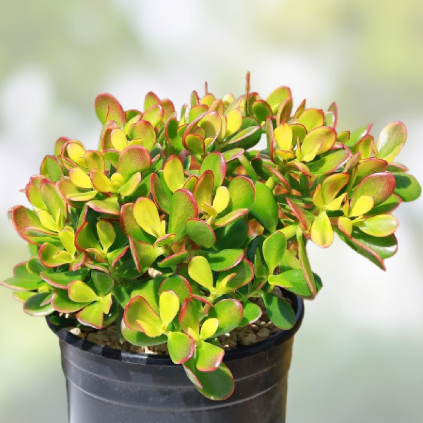 Jade Plant Cuttings 3-5 inches, Money Succulent, Lucky Plant, Crassula ovata, Indoor Houseplant, Easy Care Succulent