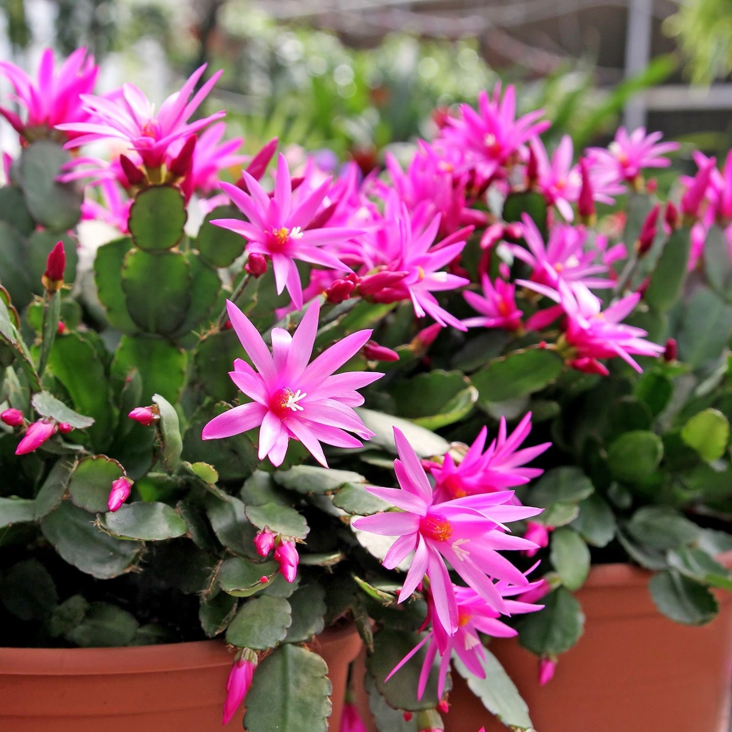 Easter Spring Cactus Cuttings Unrooted Rhipsalidopsis gaertneri Choose Your Color Succulent Plant