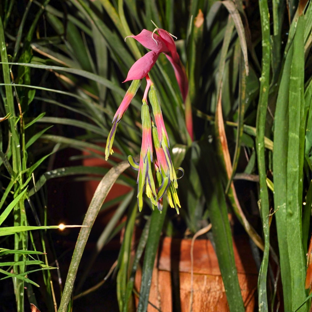Billbergia Bromeliad Plant - Yellow Purple Lots of Spots Hybrid - Disease-Free Collector's Item - Unique Indoor Plant