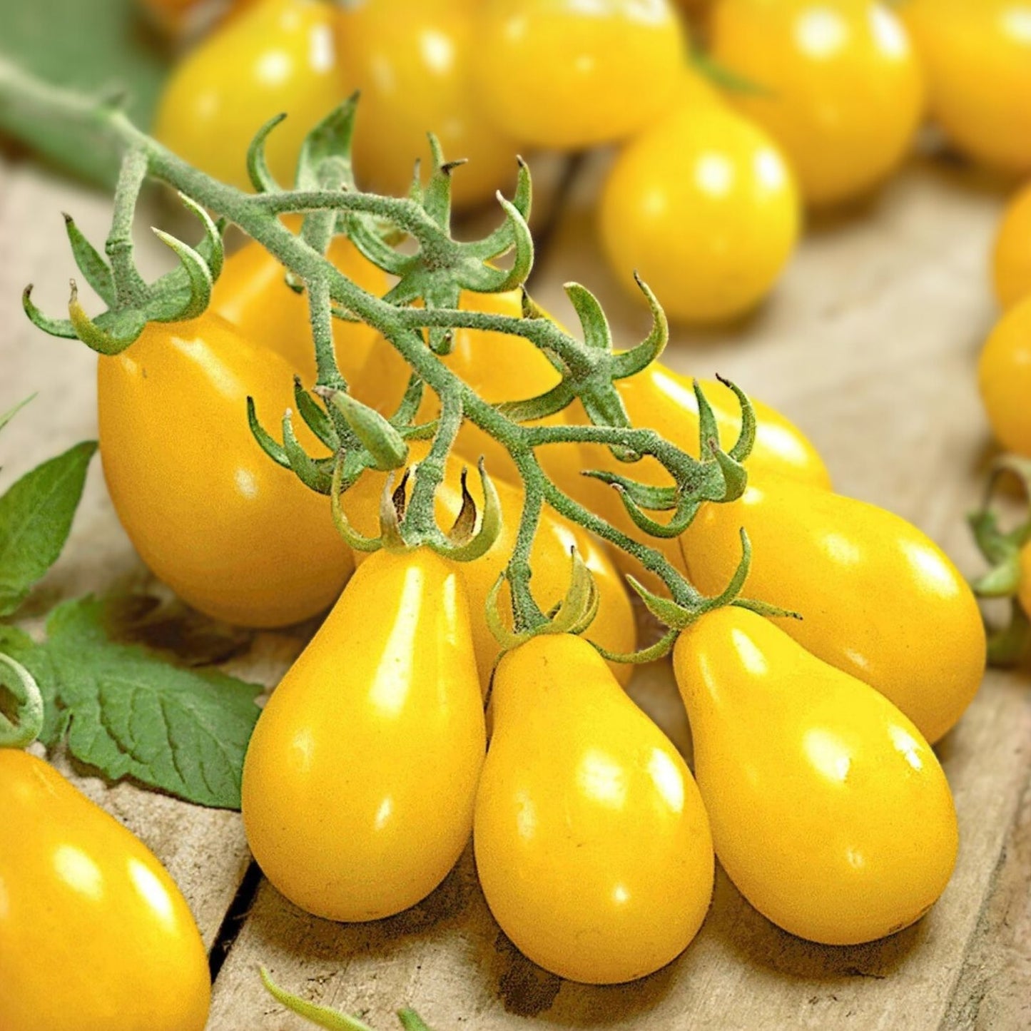Organic Yellow Pear Cherry Tomato Seeds 40 Pack Heirloom Solanum lycopersicum USA Grown Free Shipping