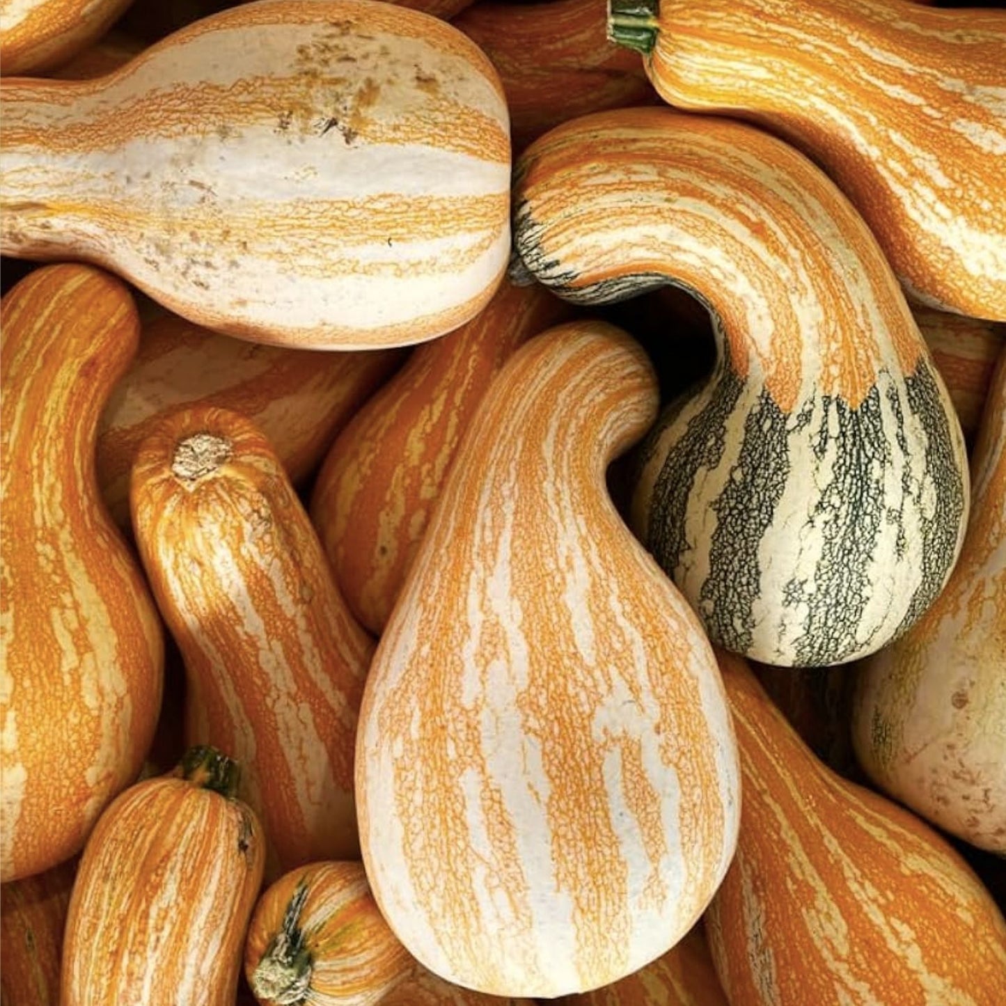Cushaw Pumpkin Seeds 10 Pack Orange Striped Variety Cucurbita mixta Edible Squash Seeds