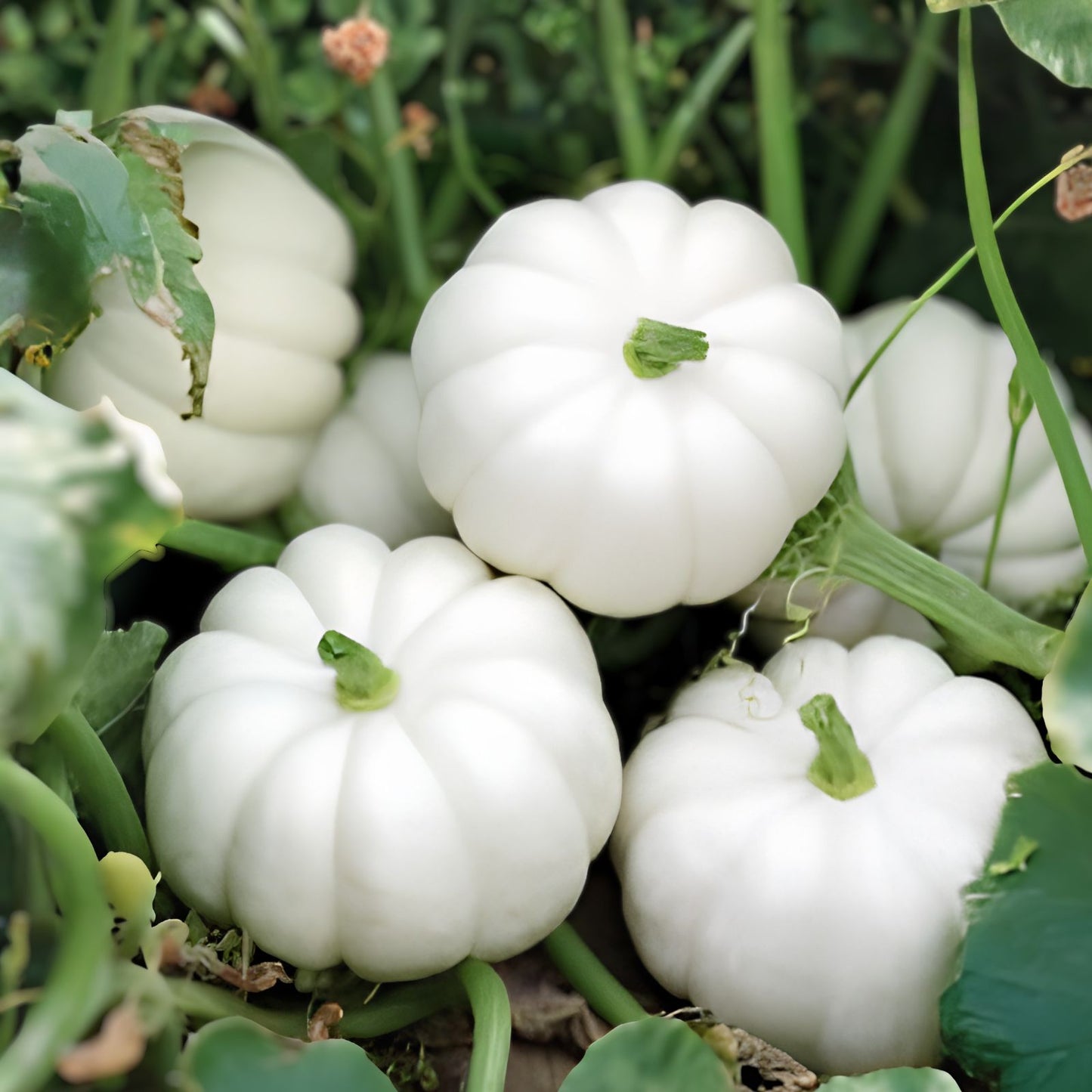 Casperita Pumpkin Seeds, 20 Small White Seeds, Decorative Edible Halloween Plant, Cucurbita pepo, Live Plant, Starter, Bare Root