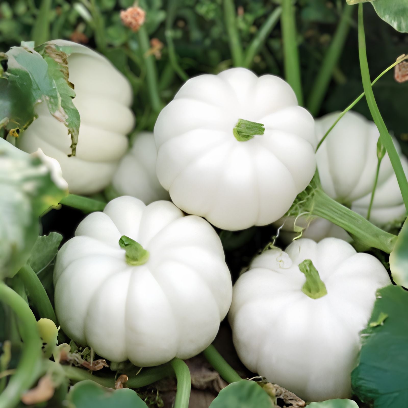Casperita Pumpkin Seeds, 20 Small White Seeds, Decorative Edible Halloween Plant, Cucurbita pepo, Live Plant, Starter, Bare Root