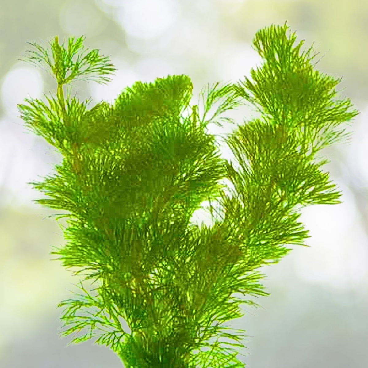 Green Cabomba Plant 7 Stems - Easy Aquarium Pond Aquatic Plant (Cabomba caroliniana)