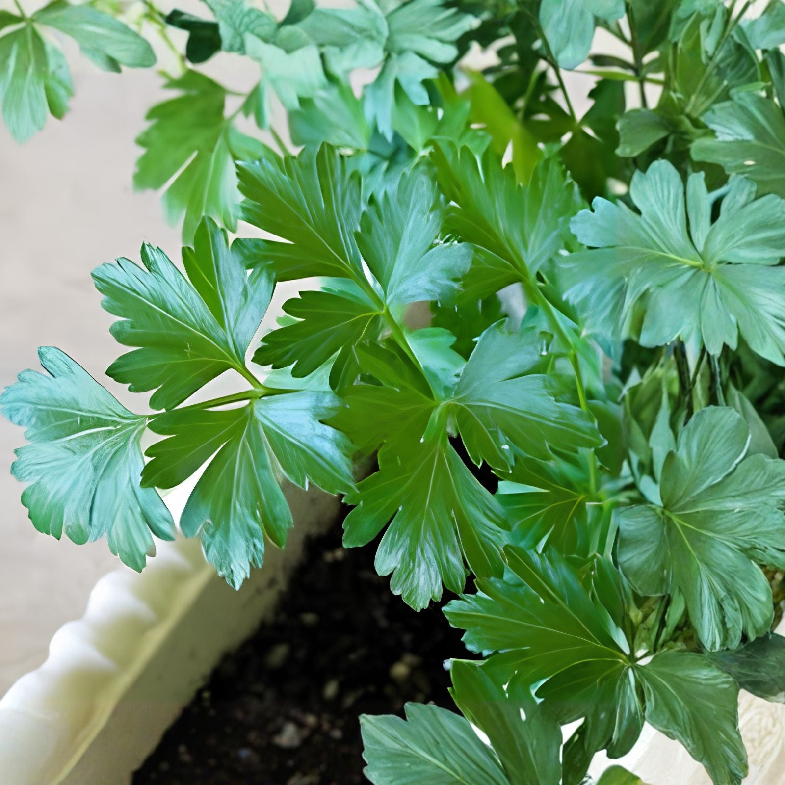 Parsley Seeds 150 Count  Culinary Herb for Cooking  Petroselinum crispum  Fresh Green Foliage  Herb Seeds for Garden or Indoor Growing