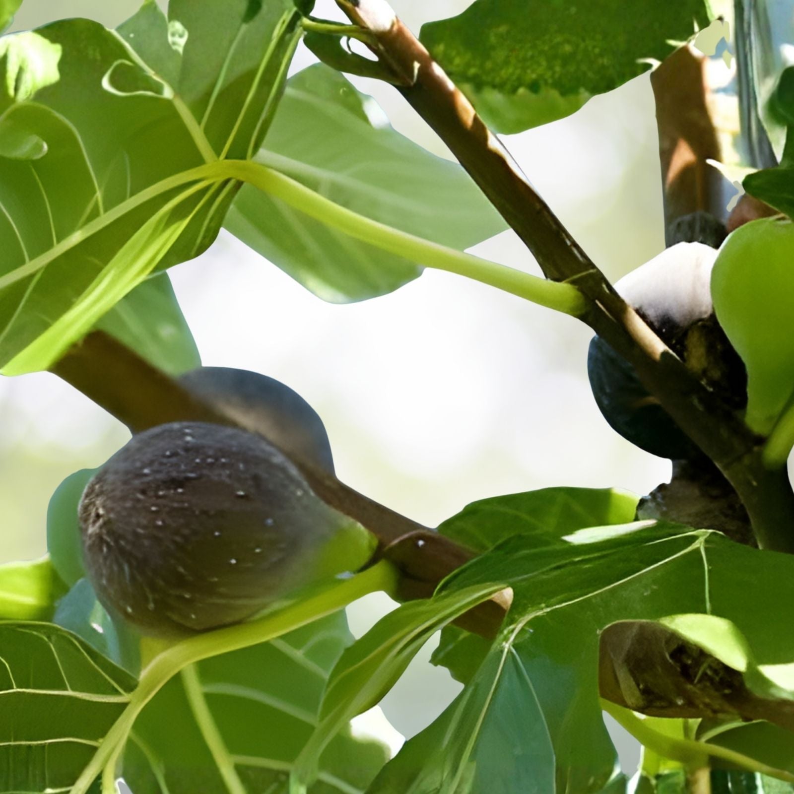 Fig Cuttings Set of 6 – Alma & Desert King Varieties – Ficus carica Fruit Tree Cuttings for Home Gardening