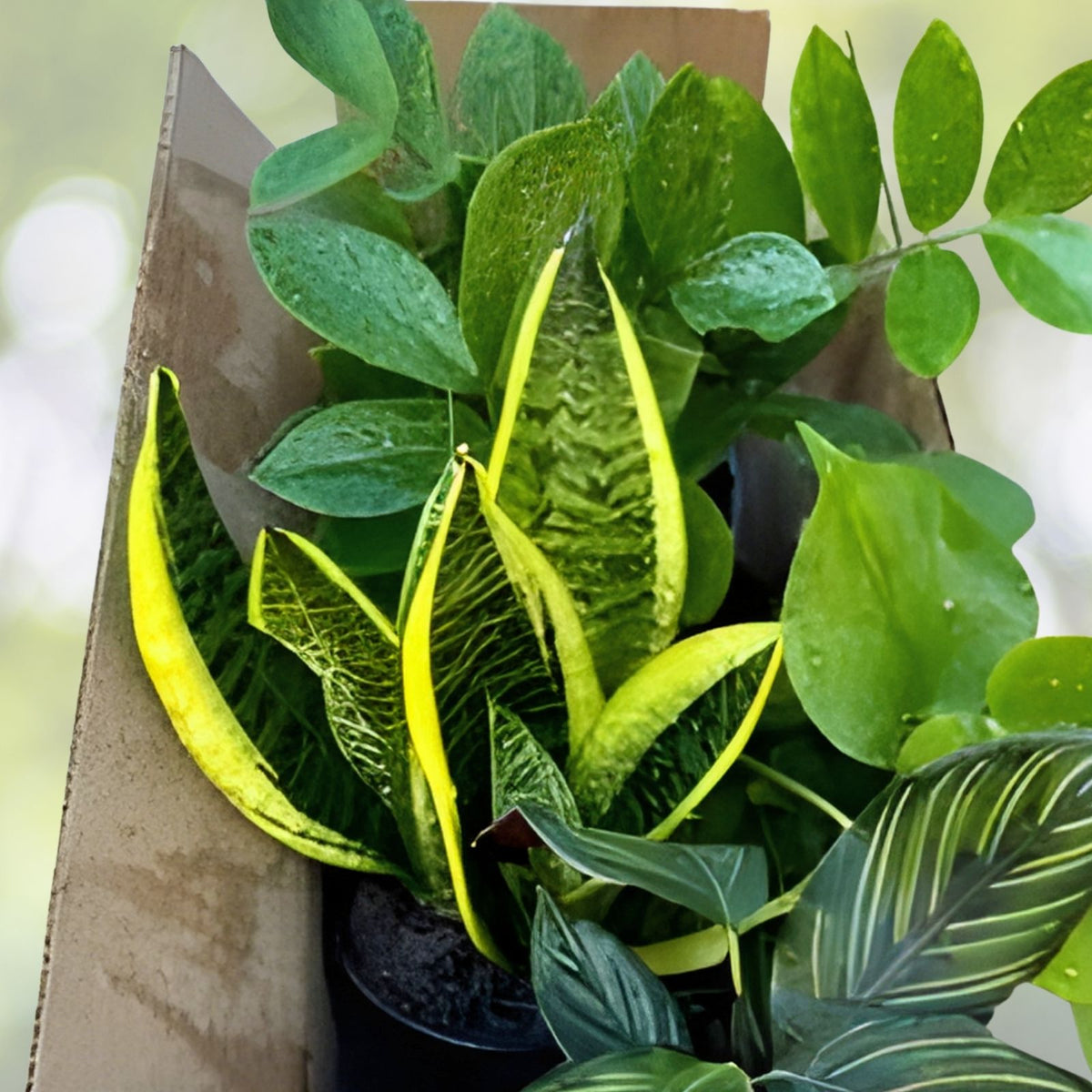 20+ Plant Cuttings Surprise Box | 10 Unique Varieties for Propagation | Gardening Plants Collection