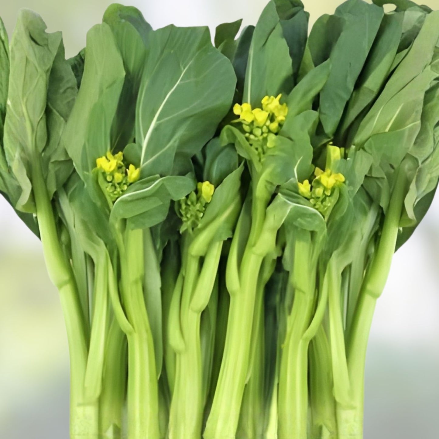 Yu Choy Sum Seeds 100+ | Jung Green Vegetable Seeds | Brassica rapa subsp. parachinensis | Outdoor Gardening Planting
