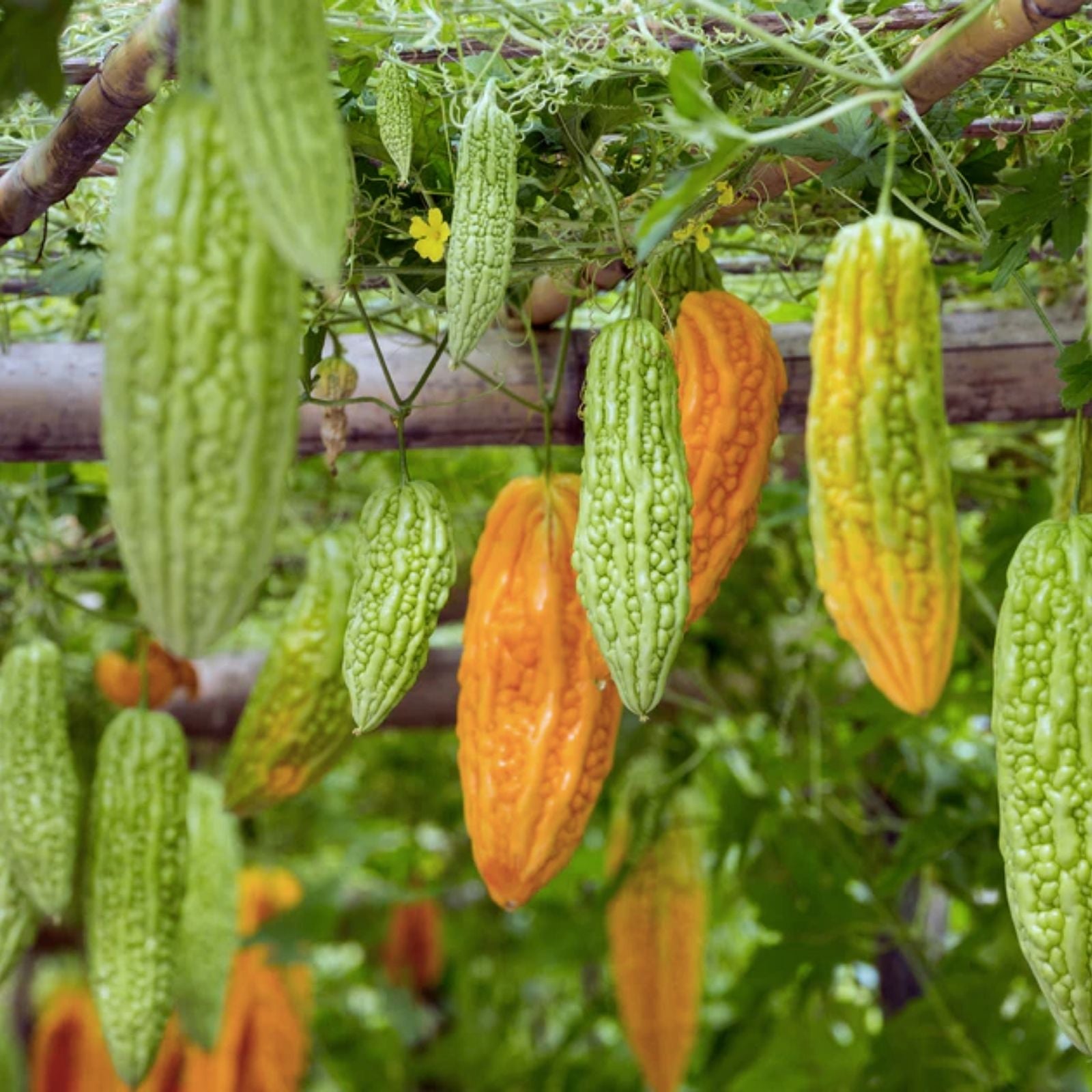20 Bitter Gourd Seeds for Planting, Green Bitter Melon Vine Seeds, Momordica charantia, Edible Vegetable Seed Pack