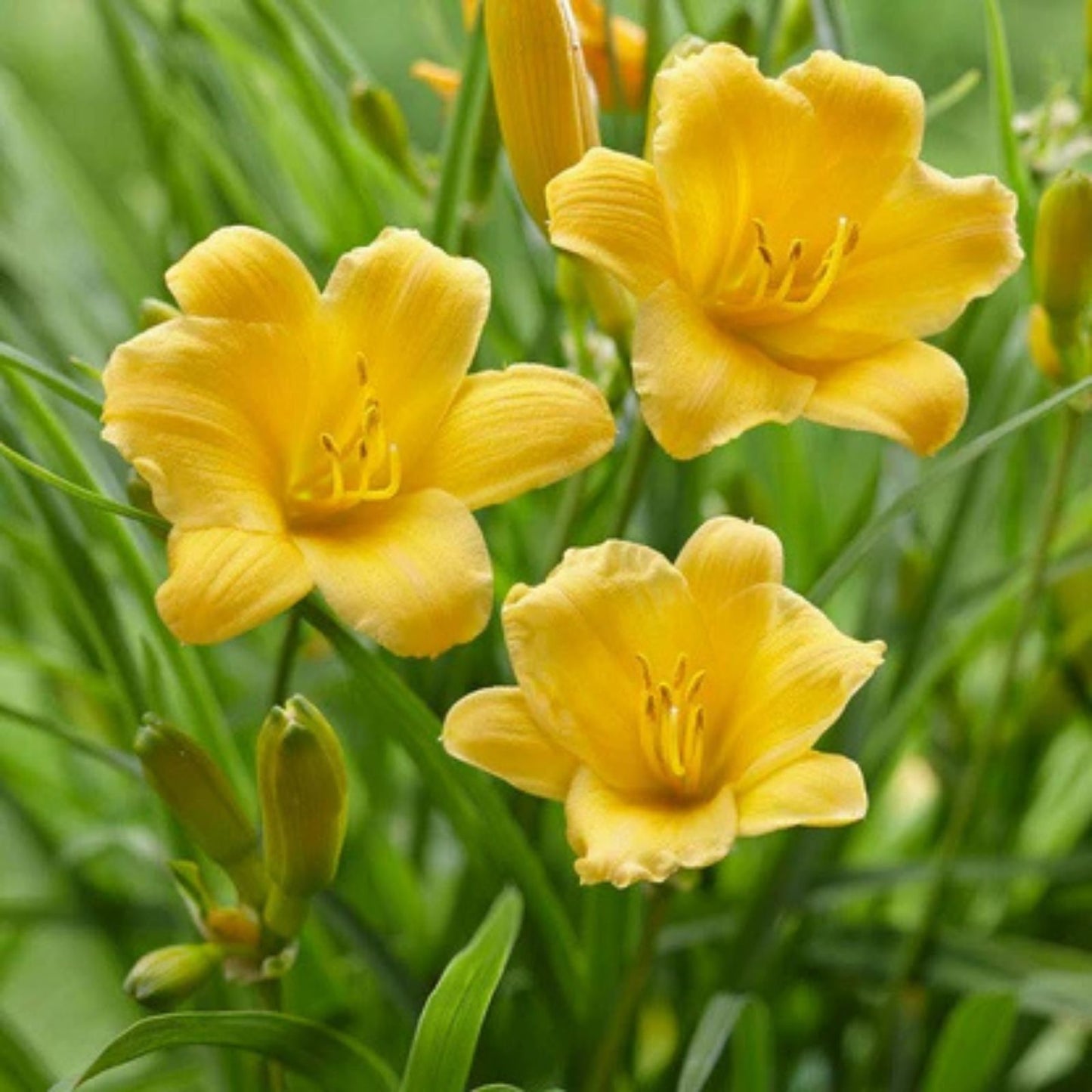 Daylily Bare Root Plants Set of 2 – Stella d'Oro Hemerocallis Live Starter Plants for Garden Landscape