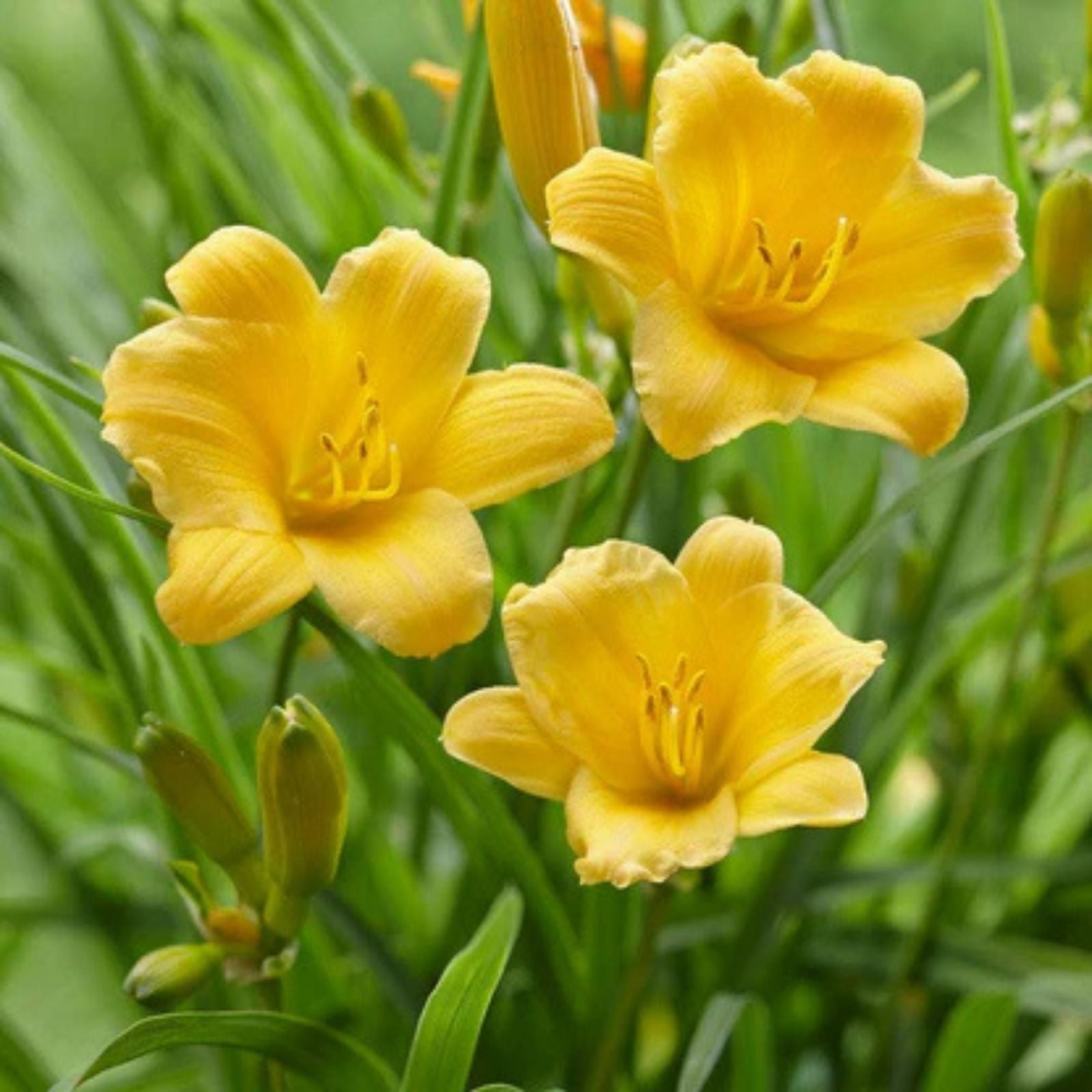 Daylily Bare Root Plants Set of 2 – Stella d'Oro Hemerocallis Live Starter Plants for Garden Landscape